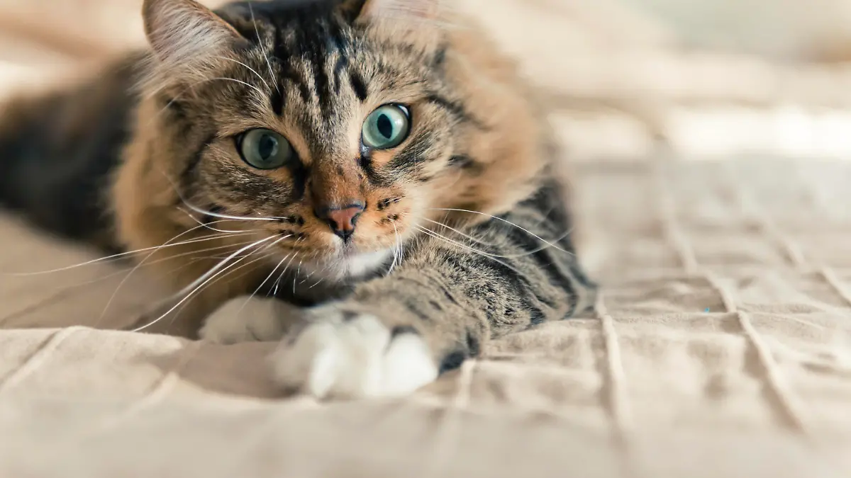Grey cat lying on bed