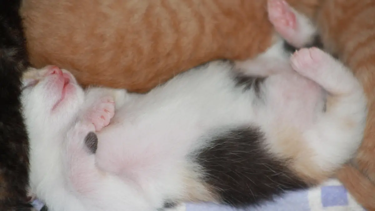 Katzen 7