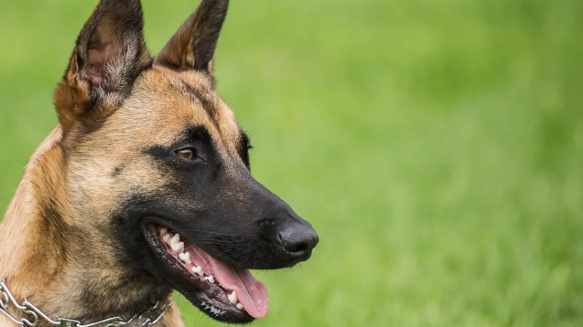 Belgischer Schäferhund