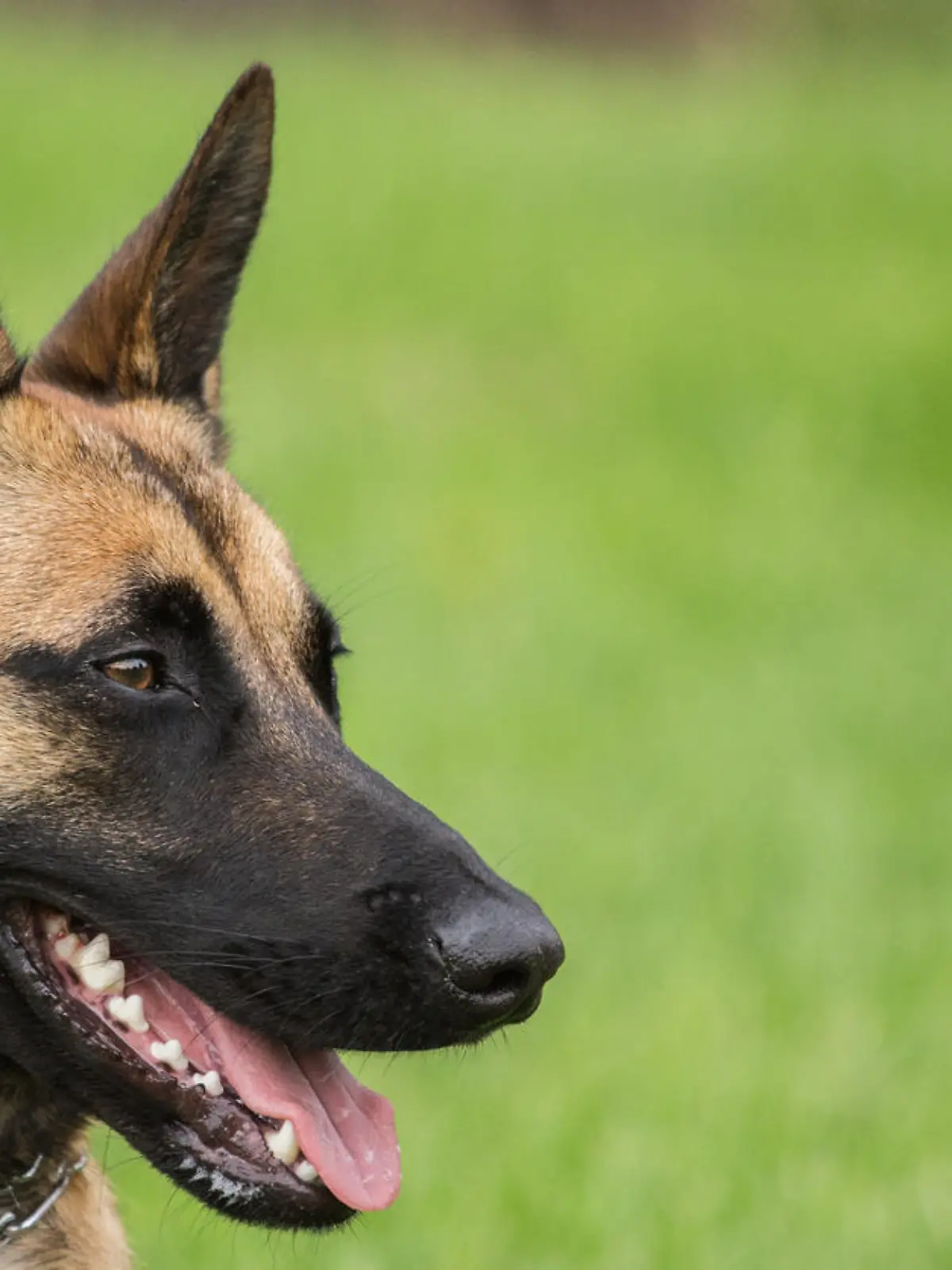 Belgischer Schäferhund