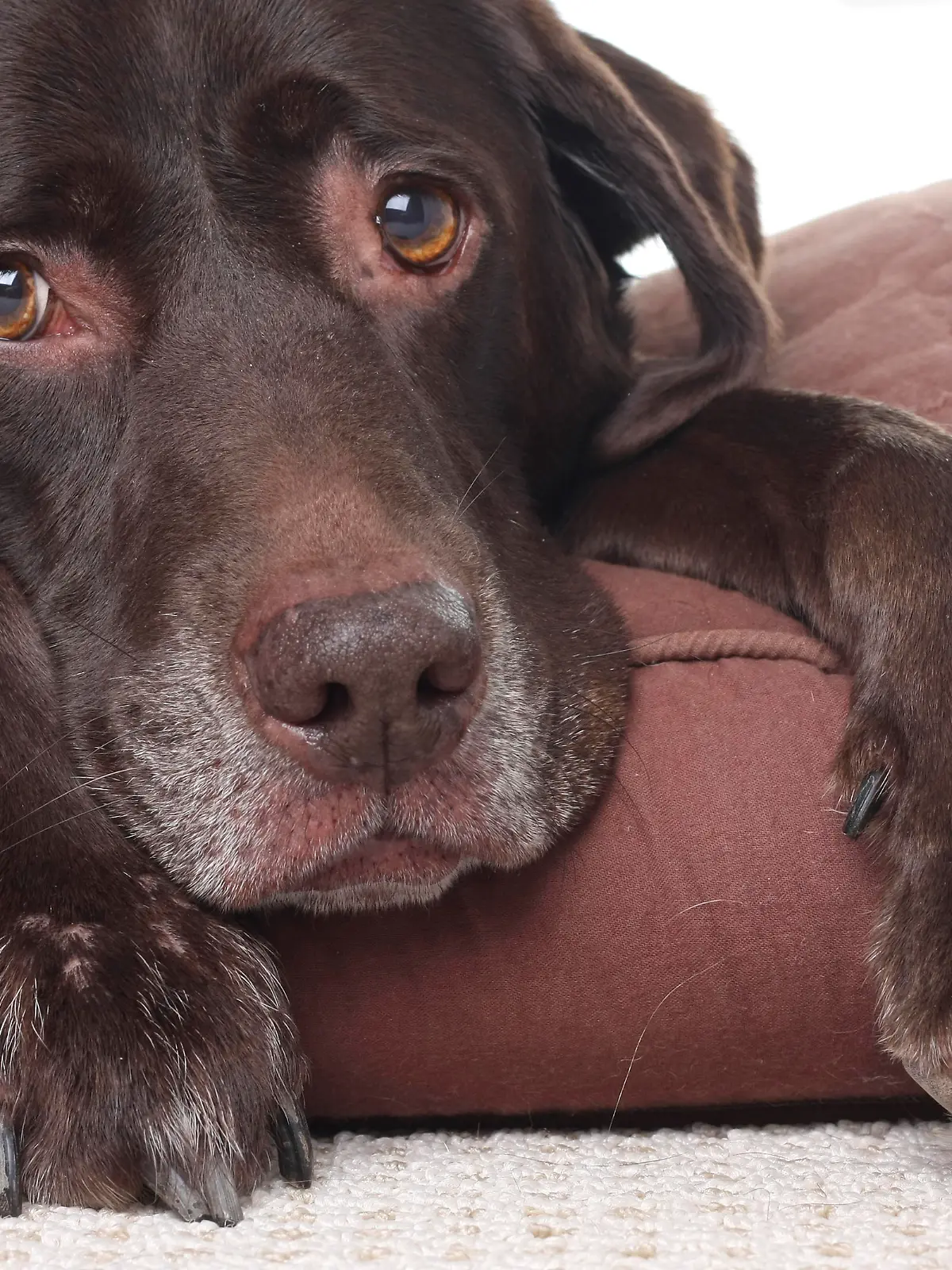 Very sad looking, very old Labrador retriever. 