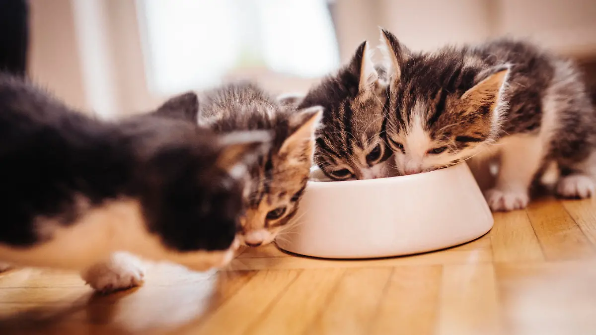 A litter of kittens from the same family eating healthy cat food from a bowl together on the wooden floor of a kitchen