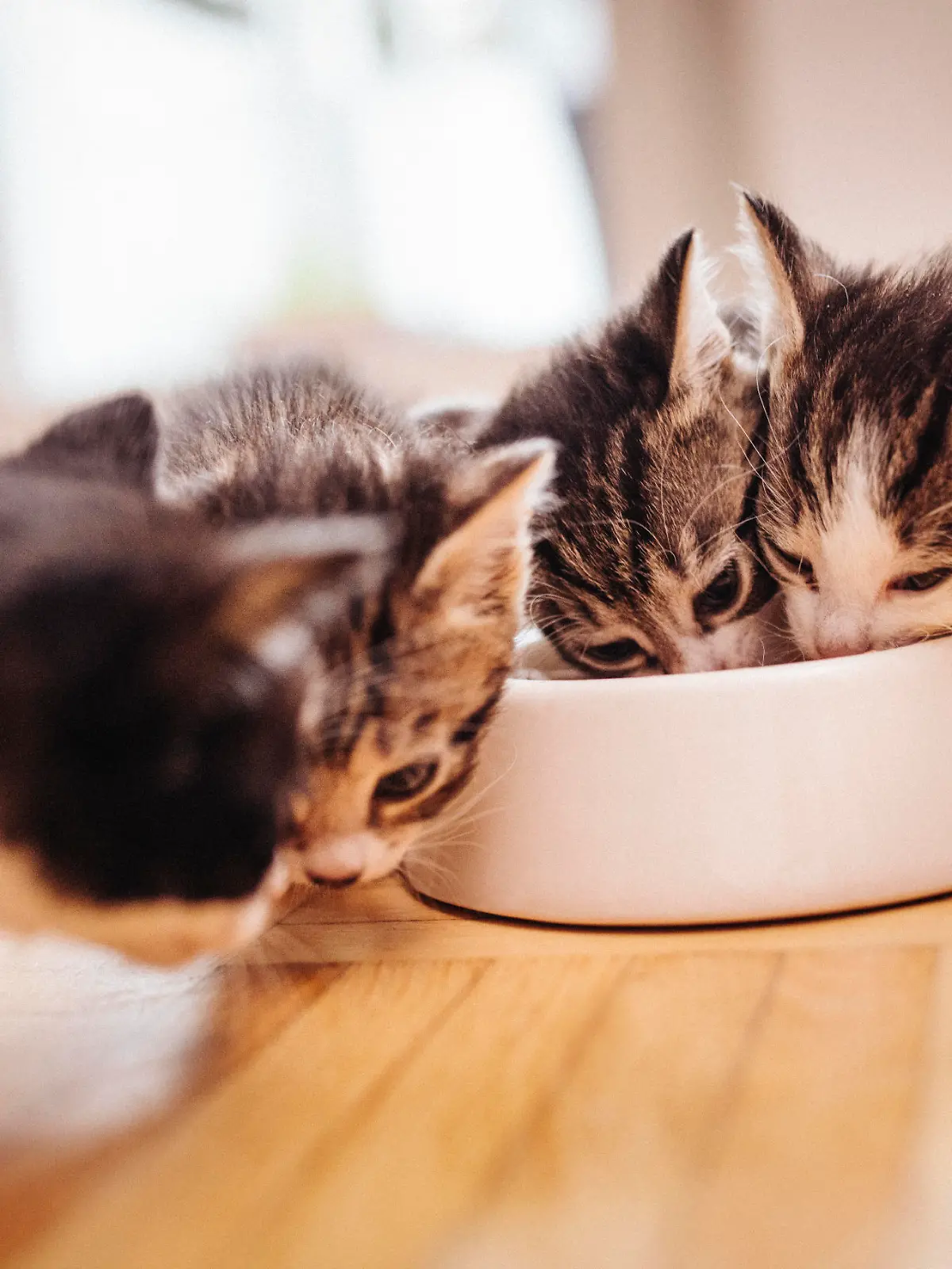 A litter of kittens from the same family eating healthy cat food from a bowl together on the wooden floor of a kitchen