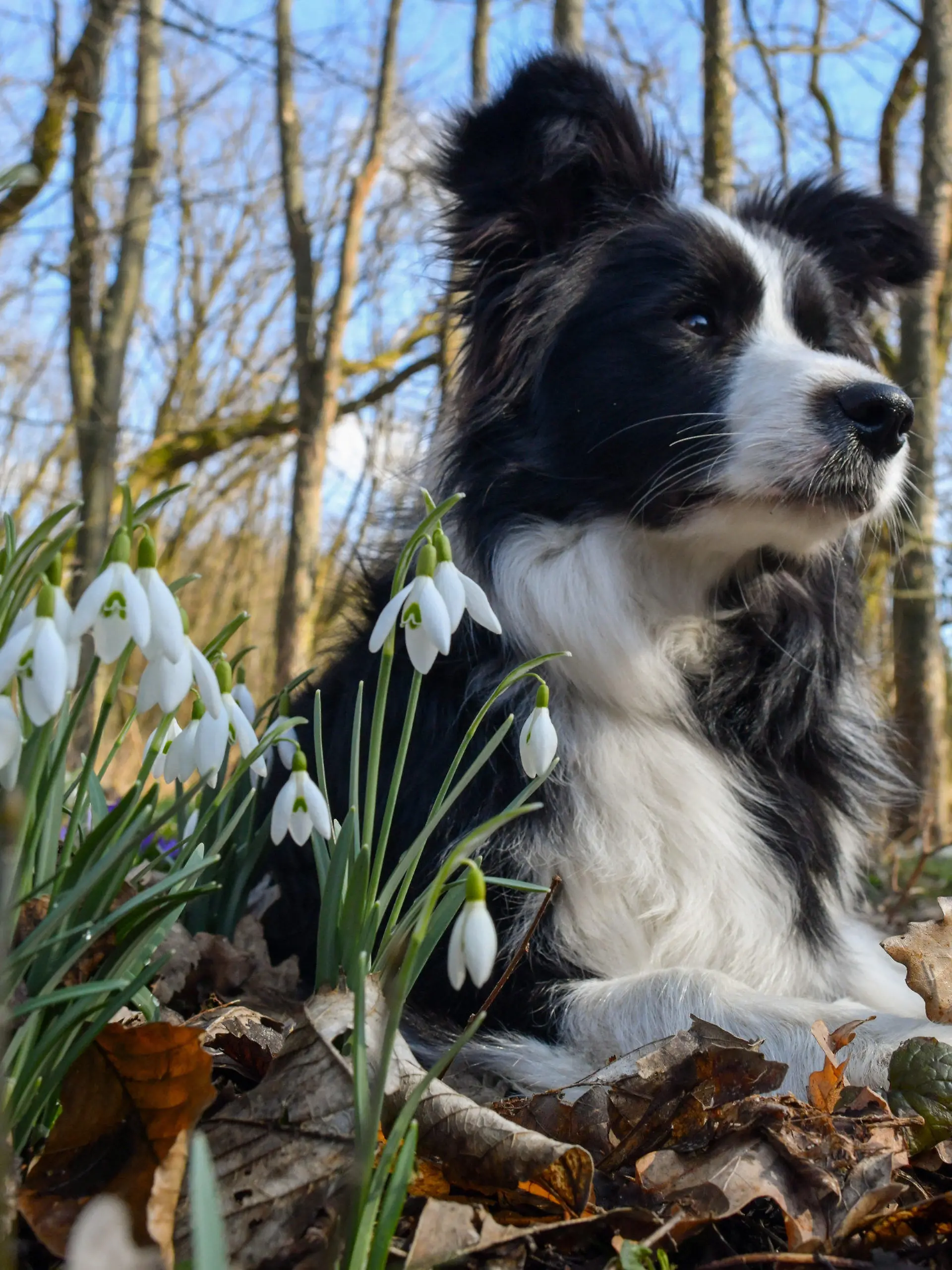 11.03.2018, Brandenburg, Sieversdorf: Ein Border Collie liegt zwischen Schneeglöckchen und Krokussen in einem Wald. Mit Temperaturen um die 12 Grad Celsius und viel Sonnenschein zeigte sich der Sonntag in weiten Teilen von Berlin und Brandenburg von seiner schönsten Seite. Foto: Patrick Pleul/dpa-Zentralbild/dpa +++ dpa-Bildfunk +++