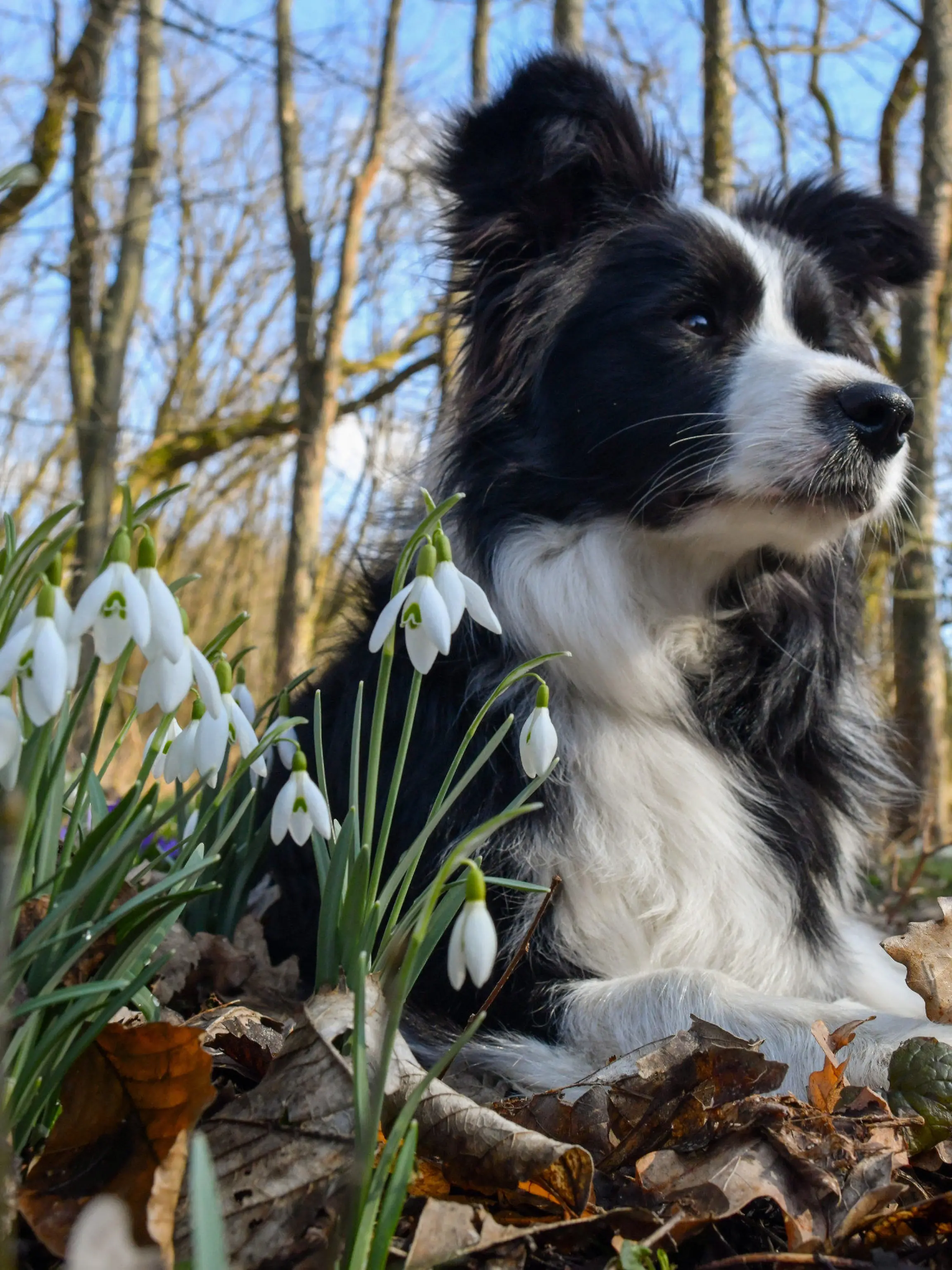 11.03.2018, Brandenburg, Sieversdorf: Ein Border Collie liegt zwischen Schneeglöckchen und Krokussen in einem Wald. Mit Temperaturen um die 12 Grad Celsius und viel Sonnenschein zeigte sich der Sonntag in weiten Teilen von Berlin und Brandenburg von seiner schönsten Seite. Foto: Patrick Pleul/dpa-Zentralbild/dpa +++ dpa-Bildfunk +++