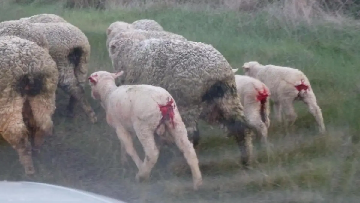 mulesing
