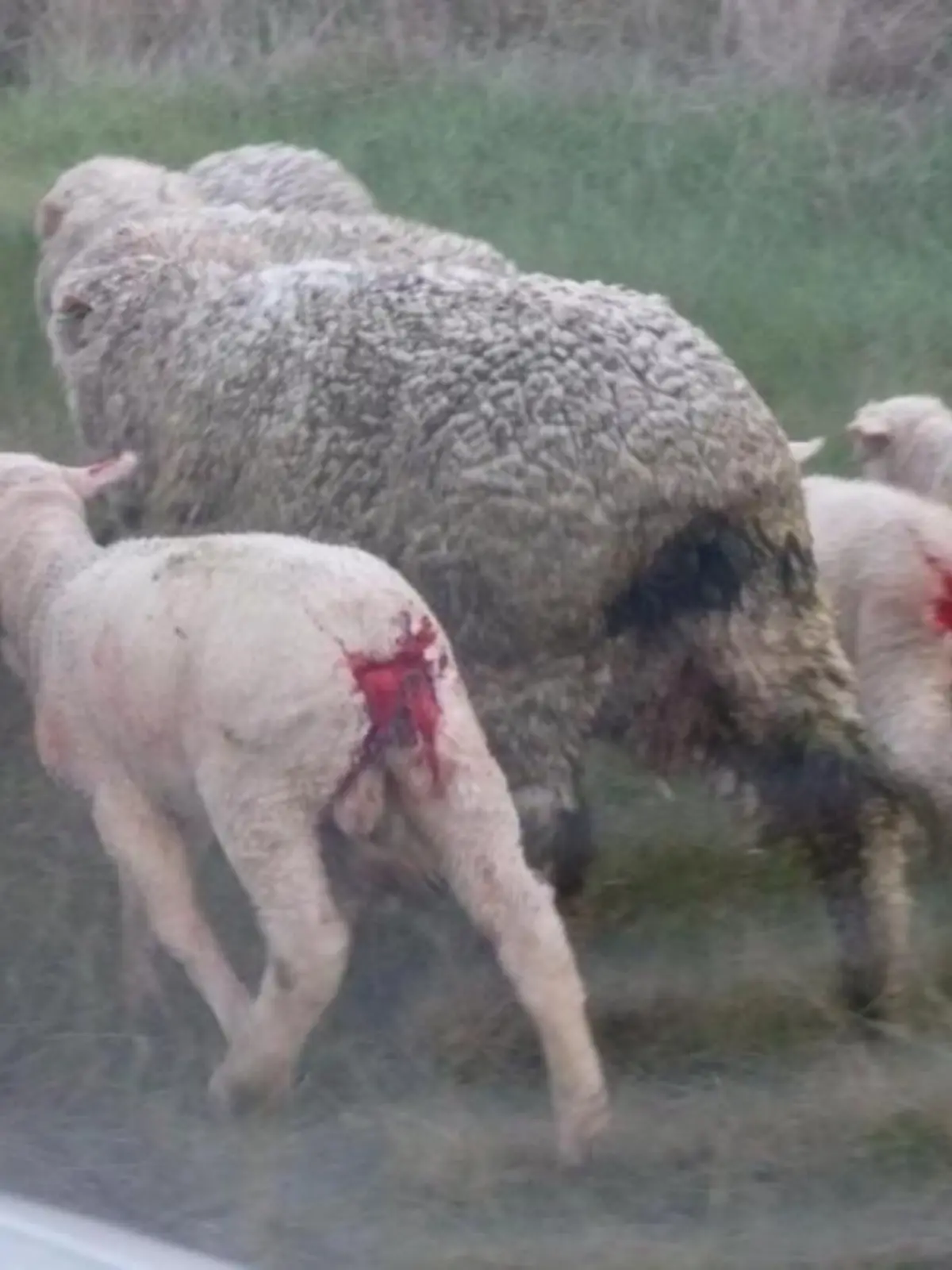 mulesing