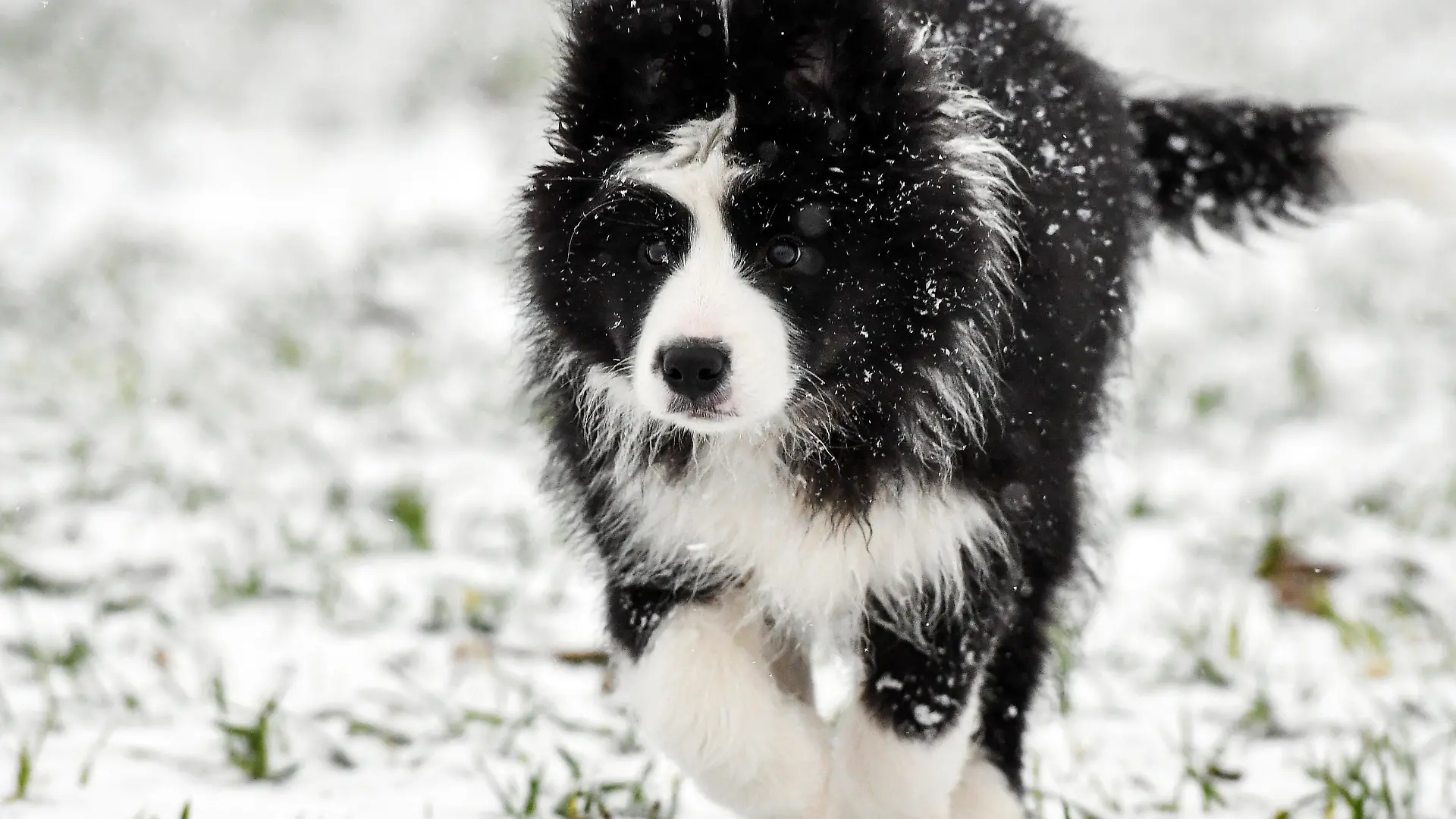Eine drei Monate alte Hündin der Rasse Border Collie läuft am 14.01.2017 über ein verschneites Feld in Sieversdorf (Brandenburg). Foto: Patrick Pleul/dpa-Zentralbild/ZB | Verwendung weltweit