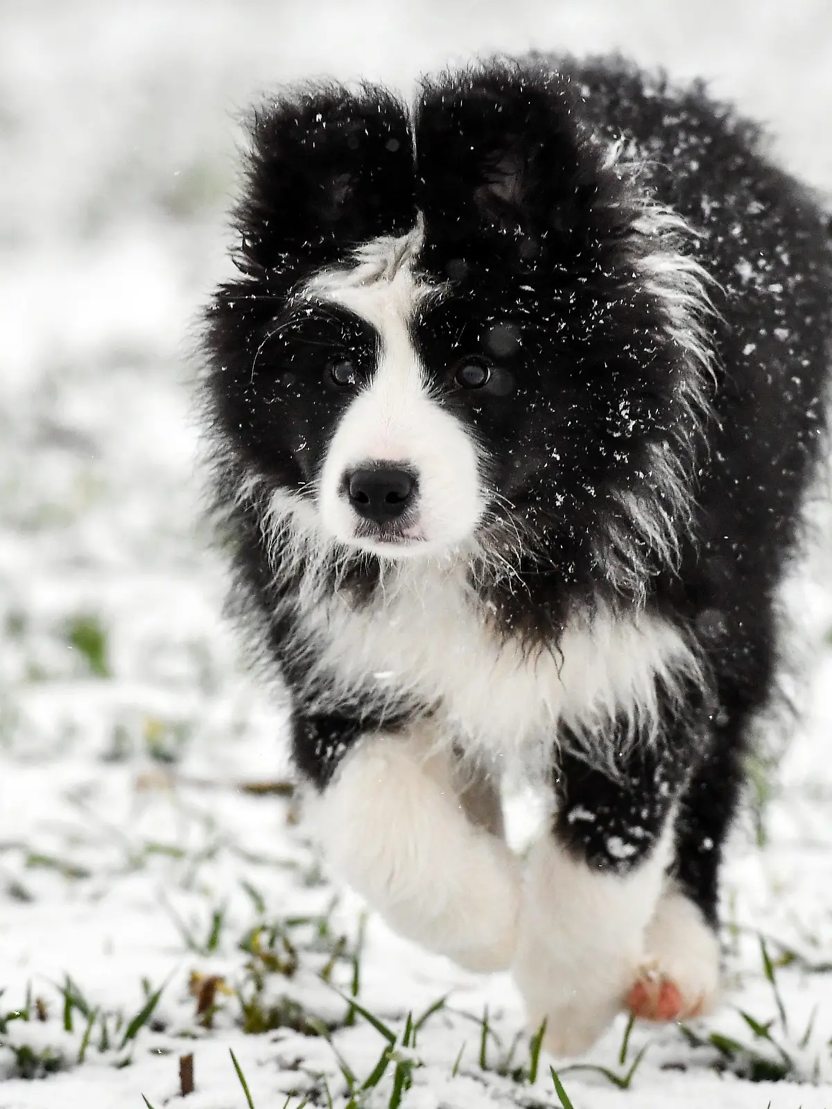 Eine drei Monate alte Hündin der Rasse Border Collie läuft am 14.01.2017 über ein verschneites Feld in Sieversdorf (Brandenburg). Foto: Patrick Pleul/dpa-Zentralbild/ZB | Verwendung weltweit