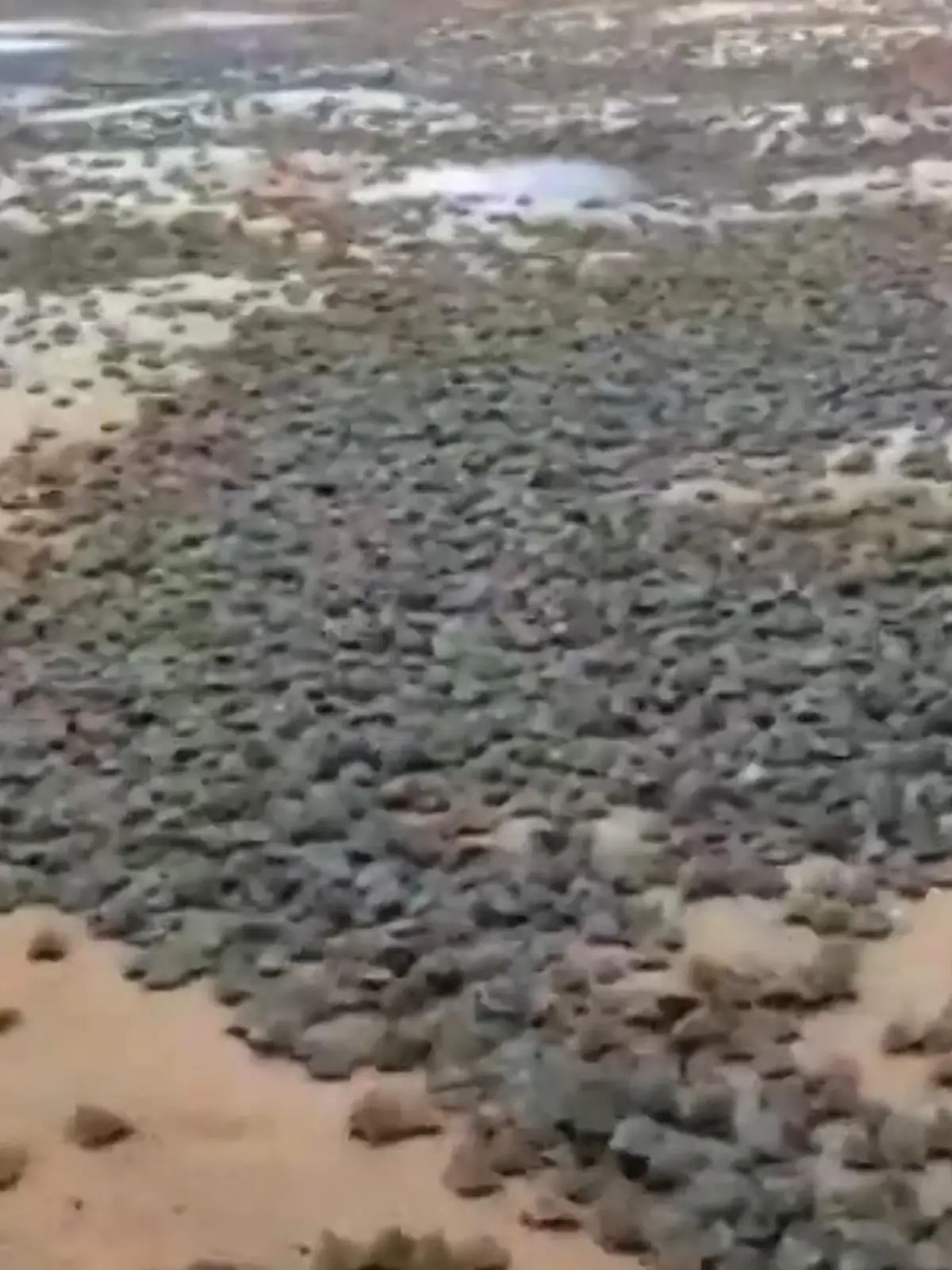 Was Sie in diesem Video erleben, ist ein einzigartiges Naturschauspiel, was wohl die Wenigsten jemals mit ihren Eigenen Augen sehen werden. An diesem Strand sieht es fast so aus, als ob der Wind Dutzende Steine über den Sand tragen würde – doch das sind keine Steine, sondern Lebewesen.