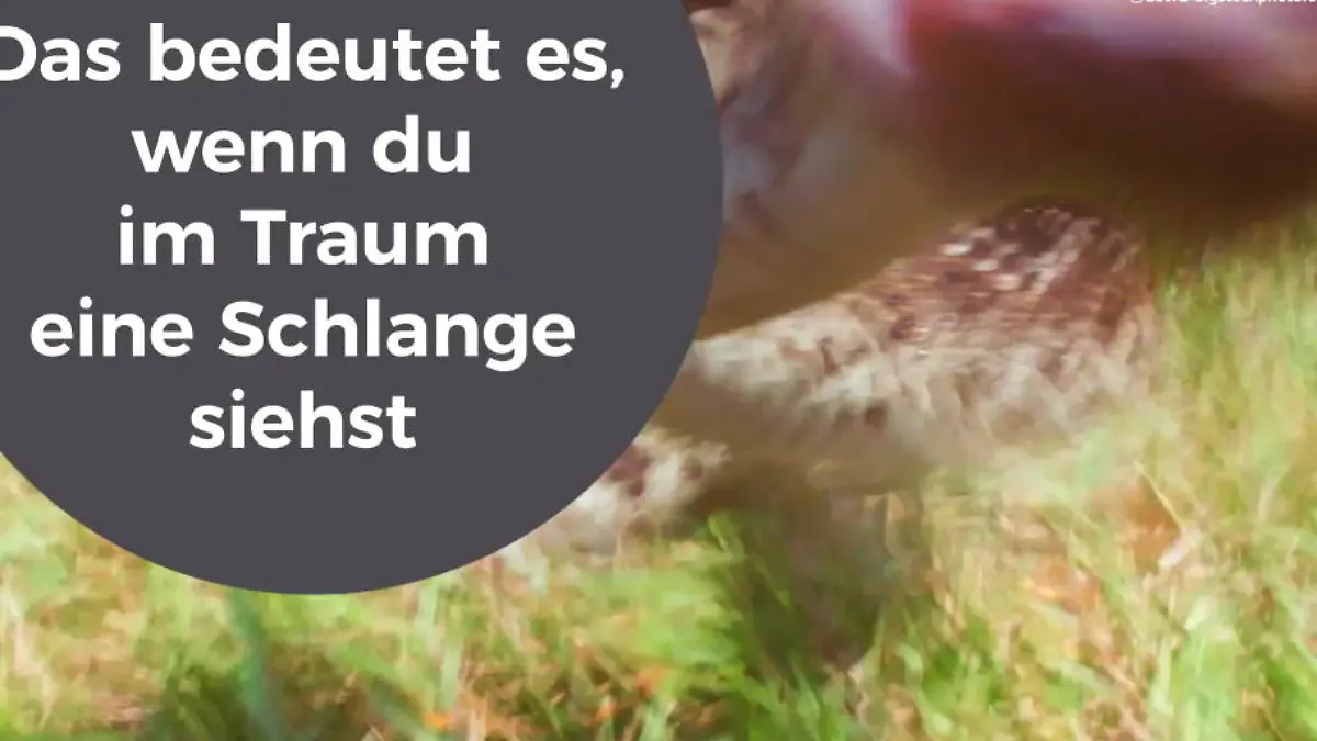 Traumdeutung: Was bedeuten Träume von Schlangen & Co.? Mythen aufgedeckt