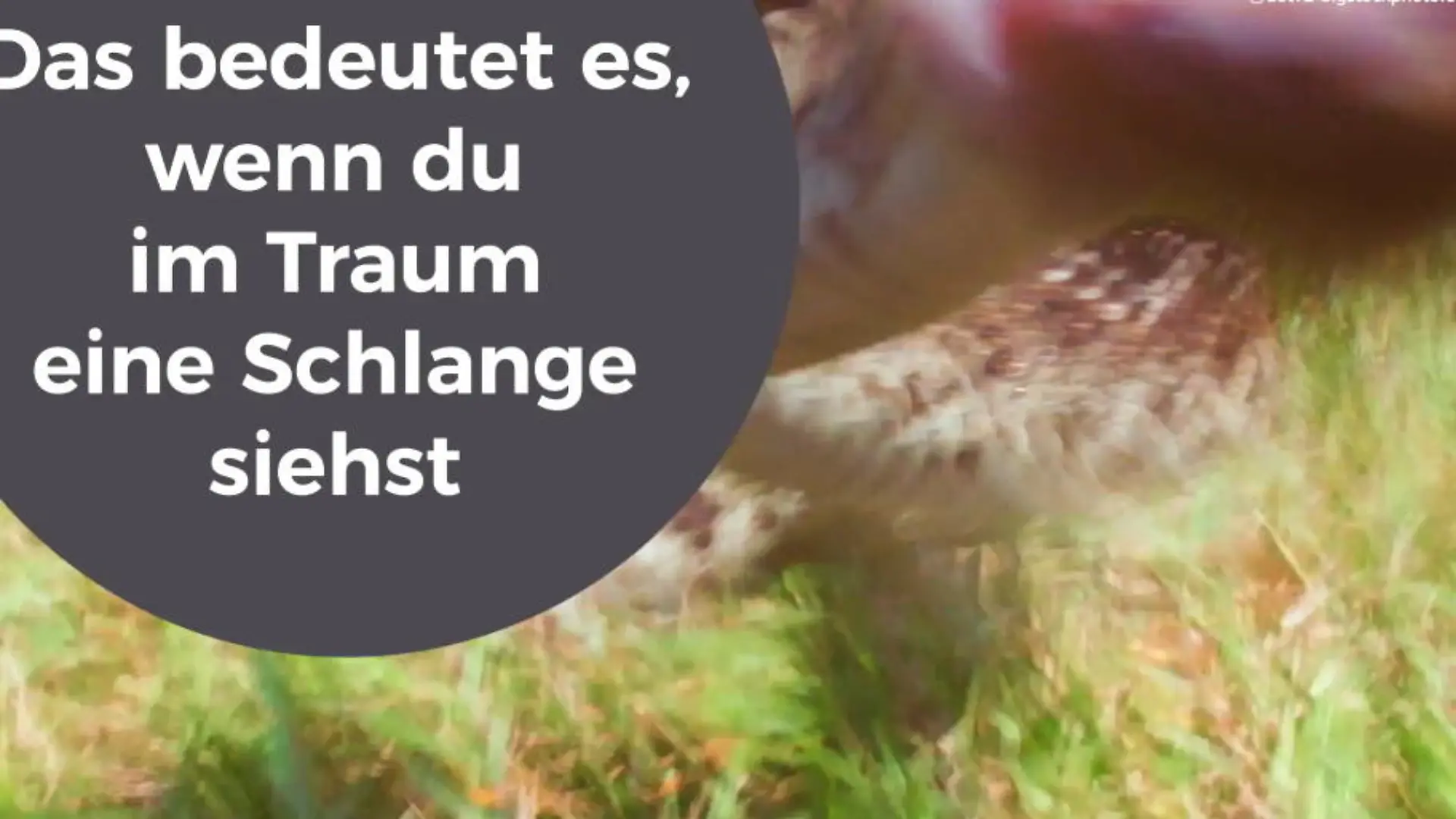 Traumdeutung: Was bedeuten Träume von Schlangen & Co.? Mythen aufgedeckt