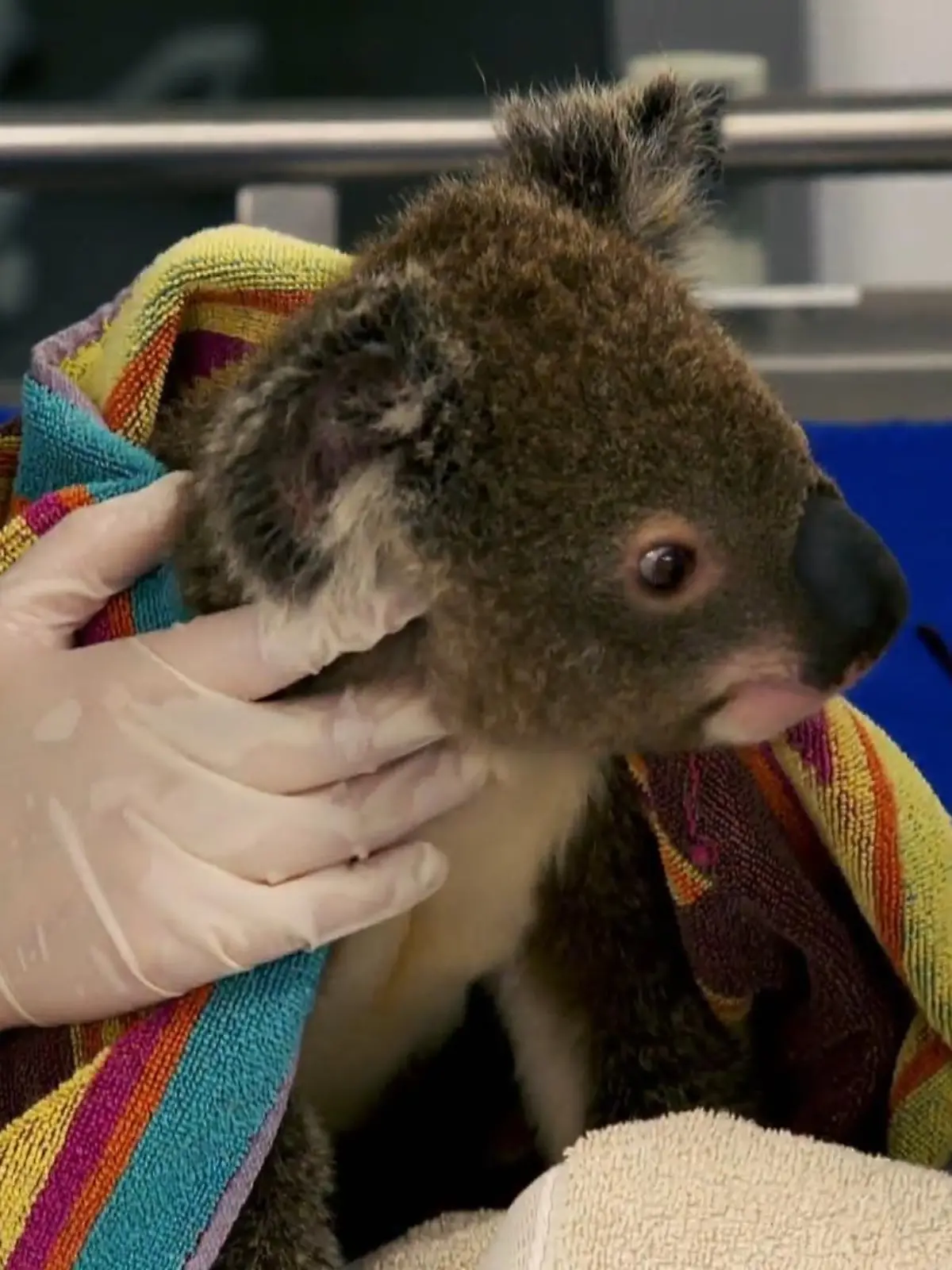 Das Moggill Koala-Krankenhaus in Brisbane, Australien, hat sich auf die Fahne geschrieben, die vom aussterben bedrohten Tiere zu retten. Dort werden Koalas aufgepäppelt, die von Bäumen gefallen sind, angefahren wurden oder sich mit Chlamydien angesteckt haben - einer Krankheit, die die süßen Tiere innerhalb kurzer Zeit umbringen kann.