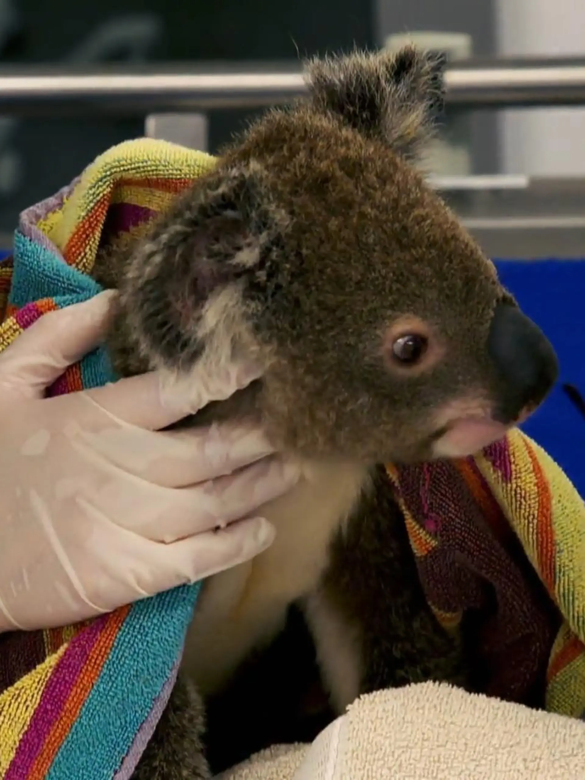 Das Moggill Koala-Krankenhaus in Brisbane, Australien, hat sich auf die Fahne geschrieben, die vom aussterben bedrohten Tiere zu retten. Dort werden Koalas aufgepäppelt, die von Bäumen gefallen sind, angefahren wurden oder sich mit Chlamydien angesteckt haben - einer Krankheit, die die süßen Tiere innerhalb kurzer Zeit umbringen kann.