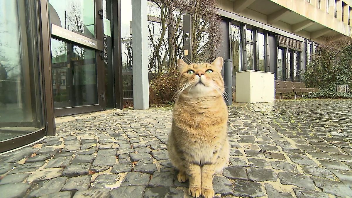 Kater vor Gericht