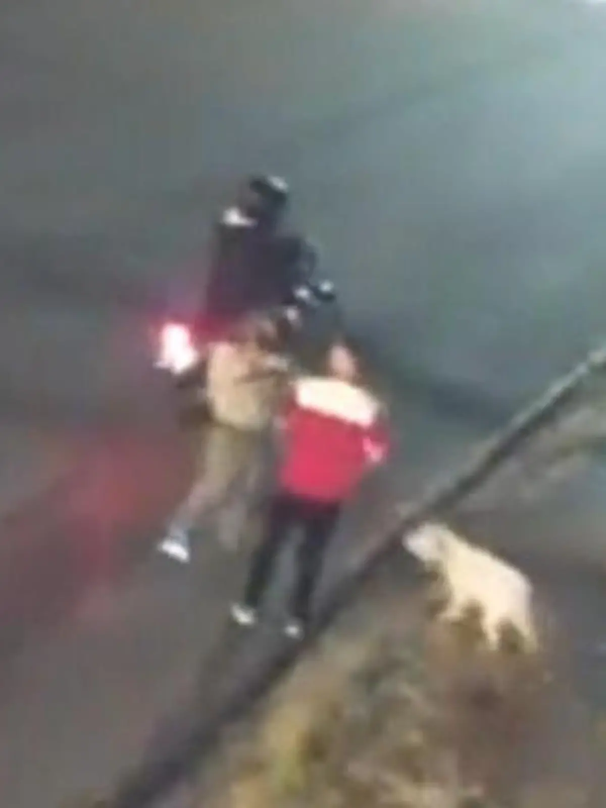 Es passierte beim abendlichen Spaziergang: Plötzlich näherten sich Tommy und seinem Herrchen zwei Männer auf einem Motorrad und versuchten seinen Besitzer zu überfallen. Aber mit Tommy haben die beiden wohl nicht gerechnet. Der Hund reagierte heldenhaft und verteidigte sein Herrchen ohne zu zögern! Dabei bekam die Fellschnauze eine Kugel in die Pfote - konnte sich aber zum Glück nach Hause durchschlagen. Die heldenhafte Rettungsaktion sehen Sie hier im Video.
