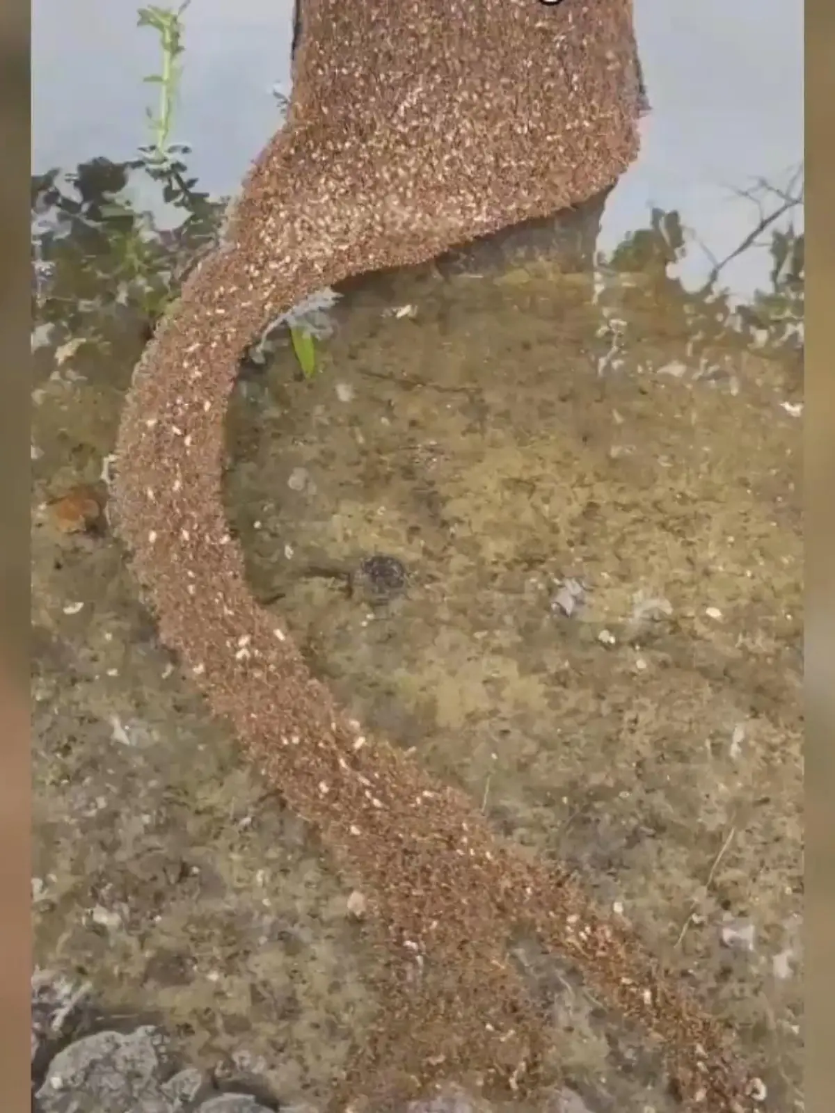 Hier steht die Zusammenarbeit im Vordergrund! In Brasilien filmte ein Internetnutzer, wie eine Gruppe tausender Ameisen eine Brücke über Wasser bildet. Die cleveren Insekten sind echte Ingenieure und schaffen es so, an ihr Ziel zu kommen. Wie die bemerkenswerte Konstruktion funktioniert, erfahren Sie im Video.