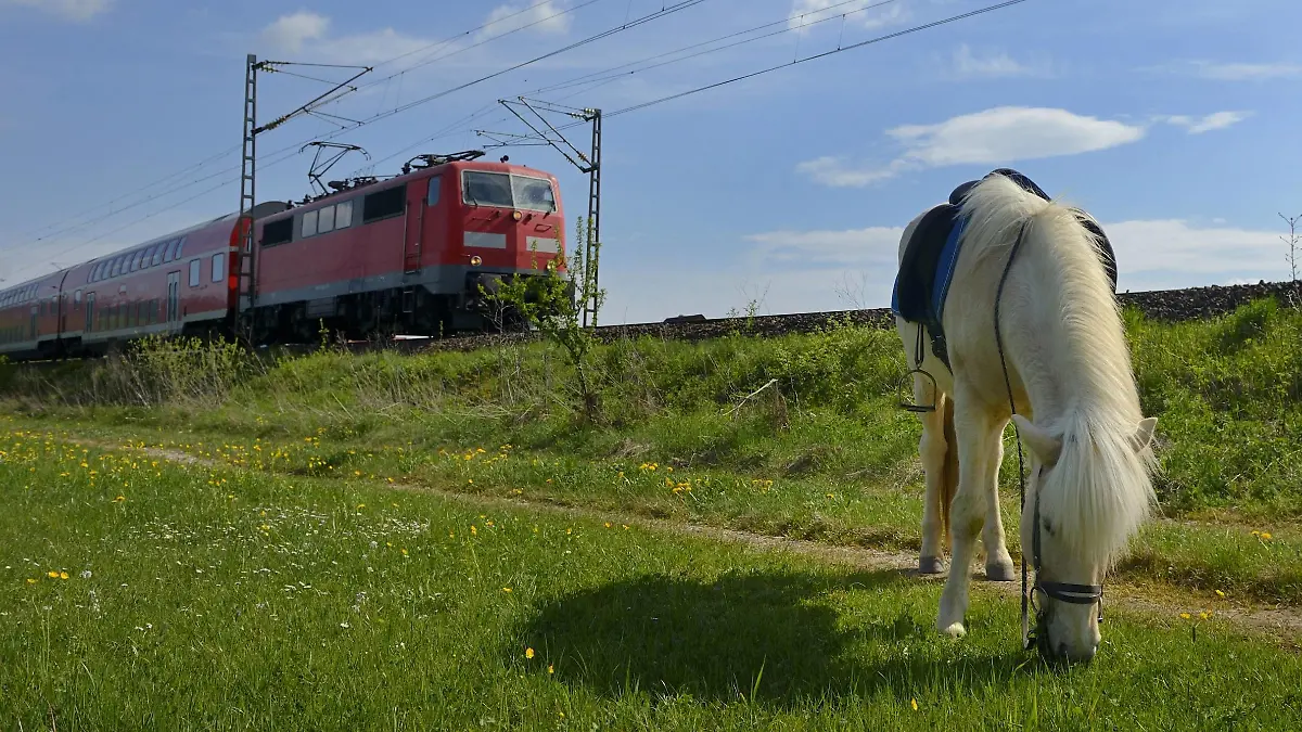 Islandpferd, Islandpony, Islaender (Equus przewalskii f. caballus), grast auf einer Wiese, im Hintergrund ein vorbeifahrender Zug, Deutschland | Islandic horse, Icelandic horse, Iceland pony (Equus przewalskii f. caballus), grazing in a meadow, train passing in background, Germany