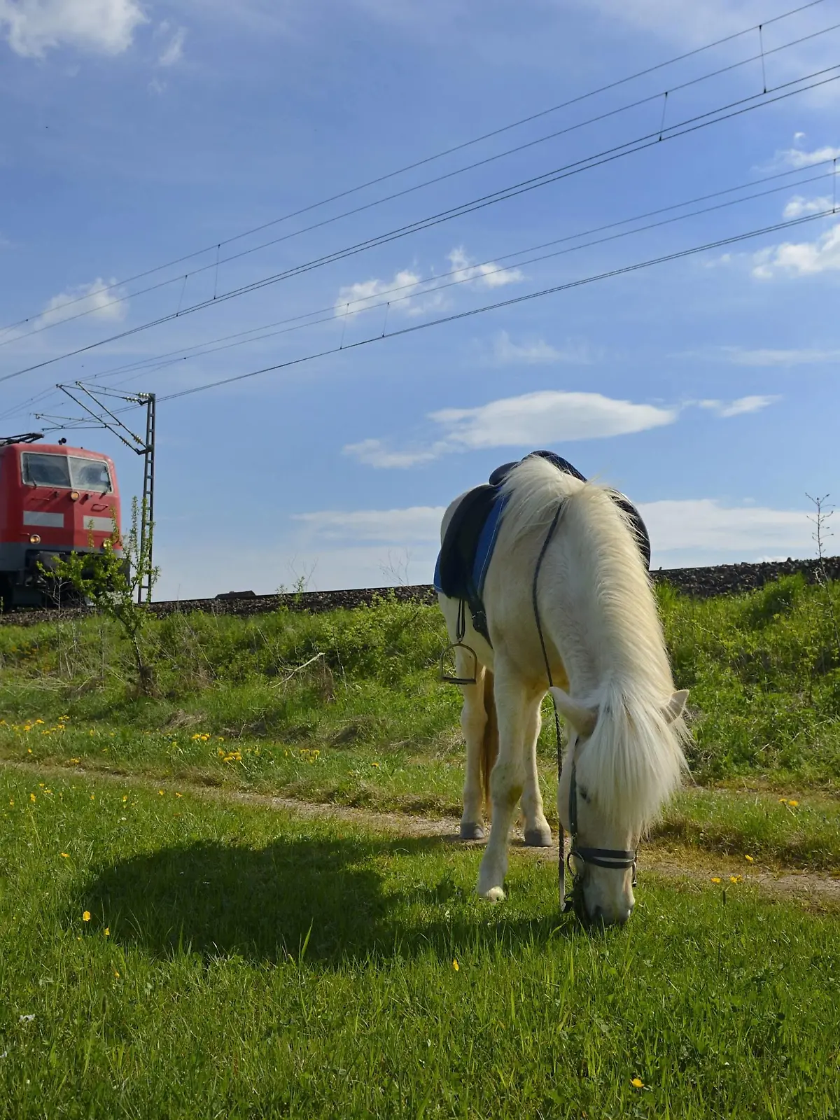 Islandpferd, Islandpony, Islaender (Equus przewalskii f. caballus), grast auf einer Wiese, im Hintergrund ein vorbeifahrender Zug, Deutschland | Islandic horse, Icelandic horse, Iceland pony (Equus przewalskii f. caballus), grazing in a meadow, train passing in background, Germany