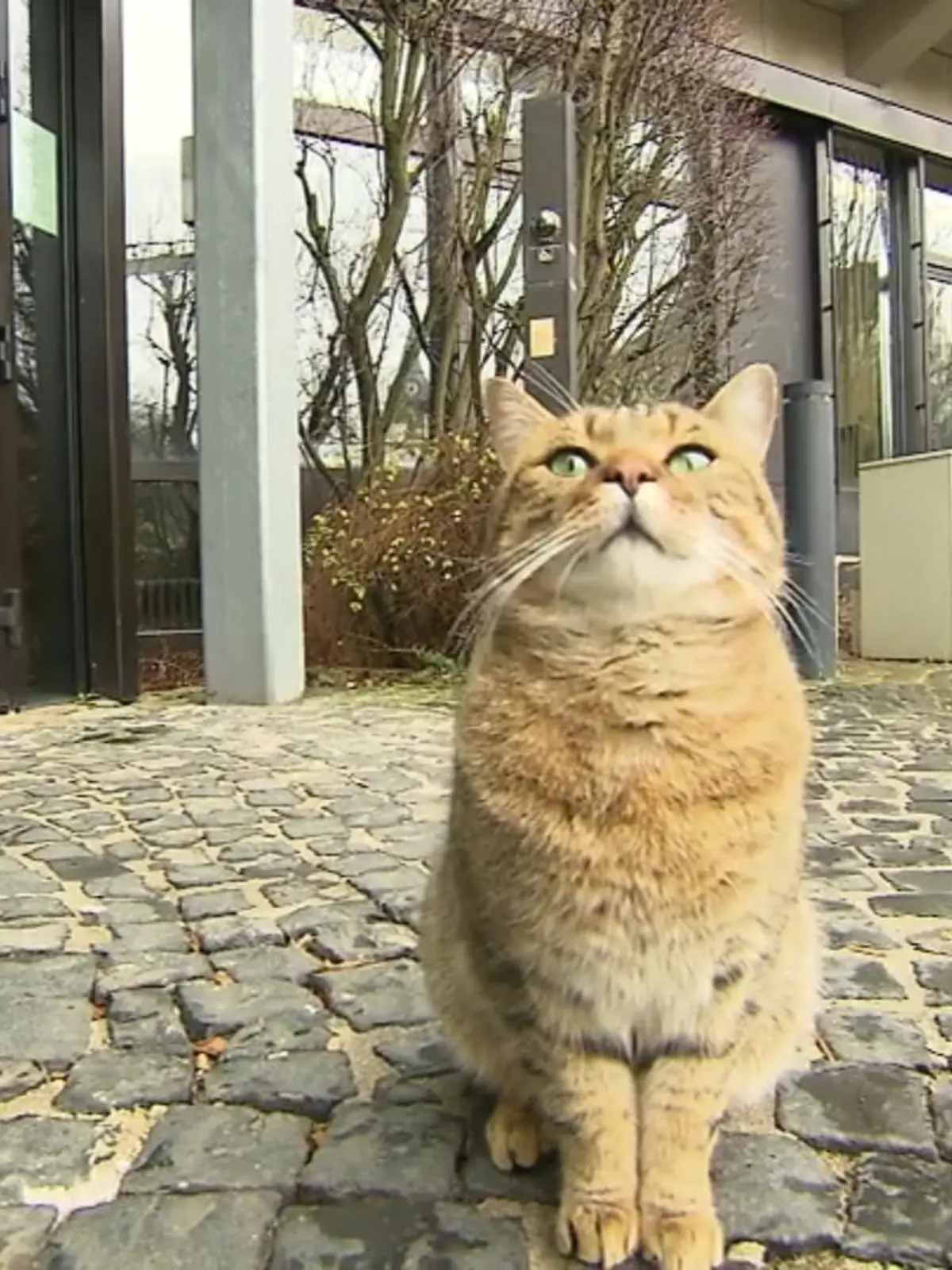 Niemand steht gerne vor Gericht. Bei einer Katze in Minden ist das aber ganz anders. Das Tier hängt ständig vor dem dortigen Verwaltungs- und Amtsgericht ab. Mittlerweile hat es viele Freunde dort und wurde jetzt sogar zum Mitarbeiter des Monats gekürt.