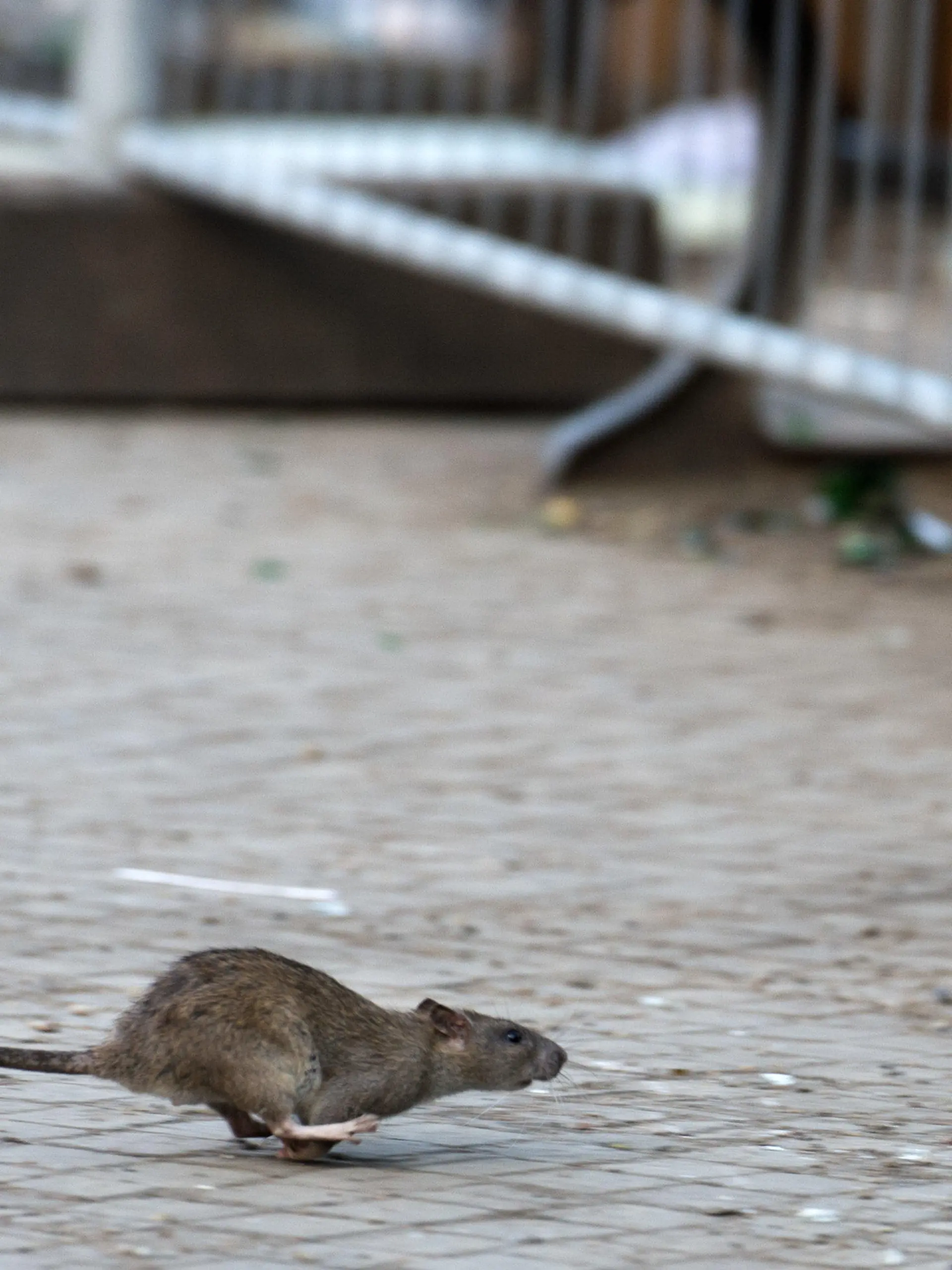 ARCHIV - Eine Ratte läuft, aufgeschreckt durch die Aufräumabeiten der Berliner Stadtreinigung (BSR), am 08.04.2014 über den Gehweg in Berlin. Foto: Bernd von Jutrczenka/dpa (zu dpa-KORR lbn "Berlin bekämpft Nager - Dänische Technik bricht Ratten das Genick" vom 27.11.2015) +++(c) dpa - Bildfunk+++