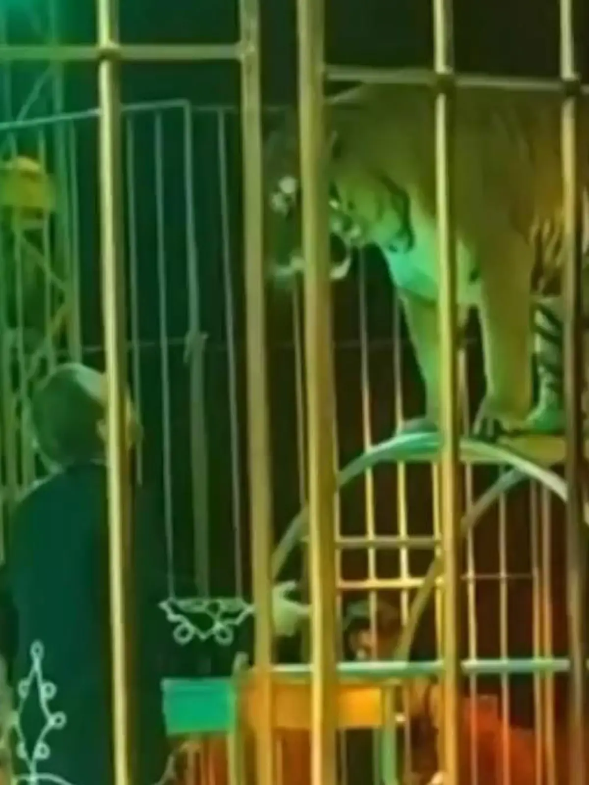 Bild zu: "Zirkus-Horror in Italien! Tiger greift Dompteur an"