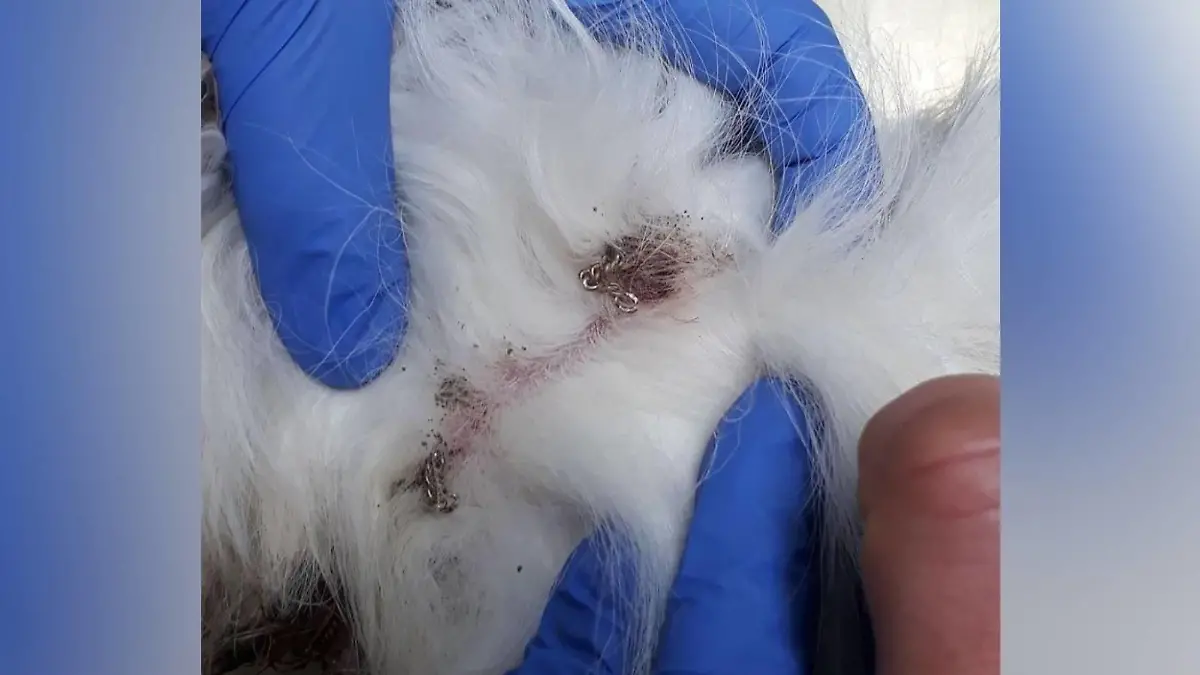 Pekinese aus dem Tierheim Dellbrück
