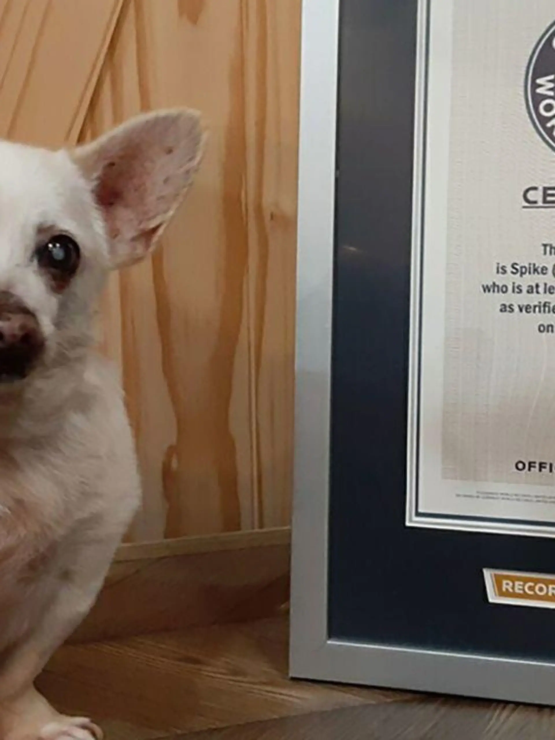 Große Ehre für kleinen Hund: Seit dem 7. Dezember 2022 ist Spike offiziell Weltrekordhalter