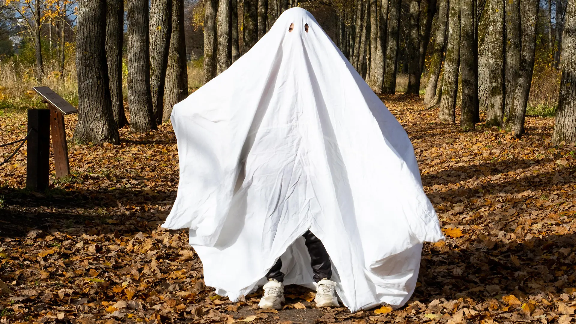 A child in sheets with cutout for eyes like a ghost costume in an autumn forest scares and terrifies. A kind little funny ghost. Halloween Party || Modellfreigabe vorhanden