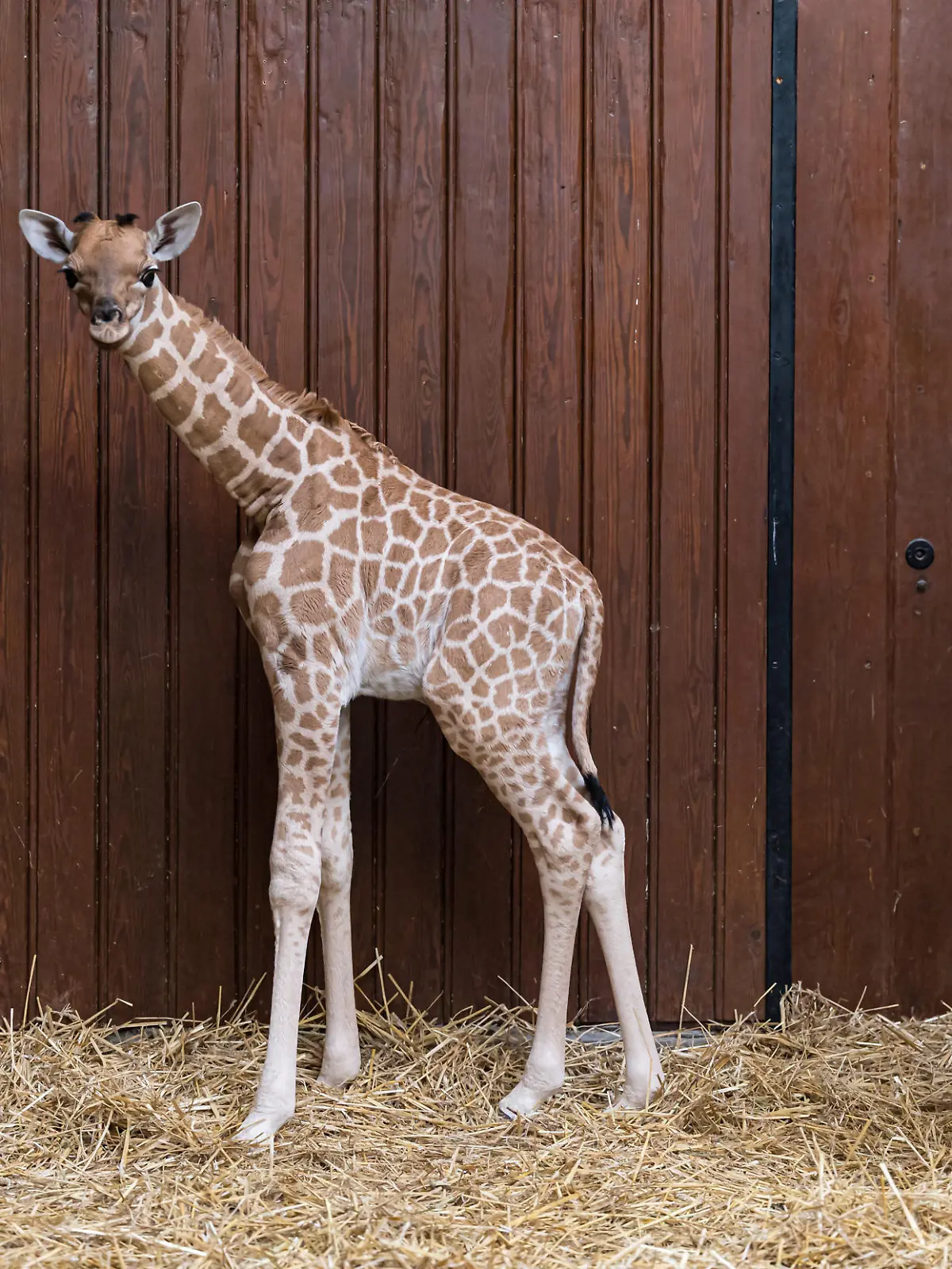 Giraffenmädchen Tufani starb an einer Bauchfellentzündung im Zoo Basel.