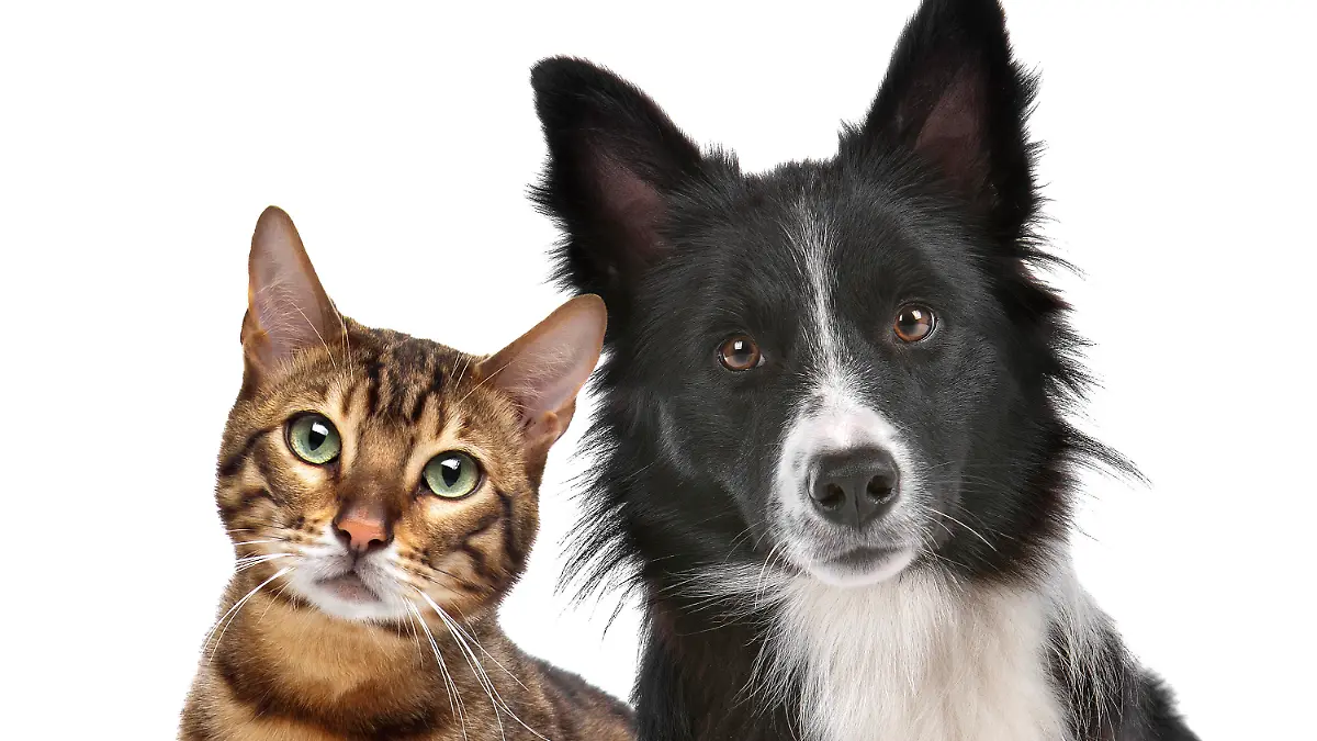 Close up portrait of dog and cat in front of white background