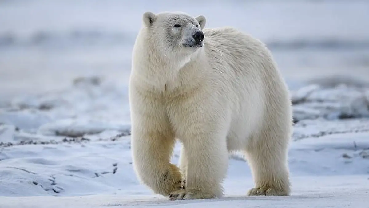 Eisbärangriffe sind sehr selten - werden aber im Zuge des Klimawandels wahrscheinlicher