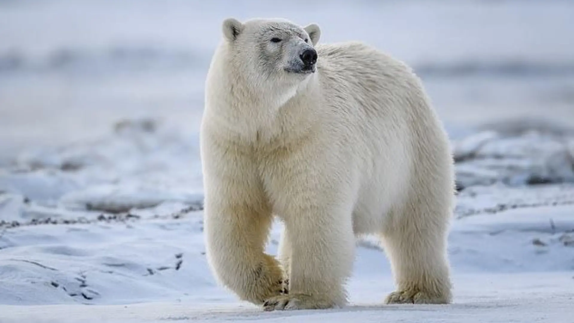 Eisbärangriffe sind sehr selten - werden aber im Zuge des Klimawandels wahrscheinlicher