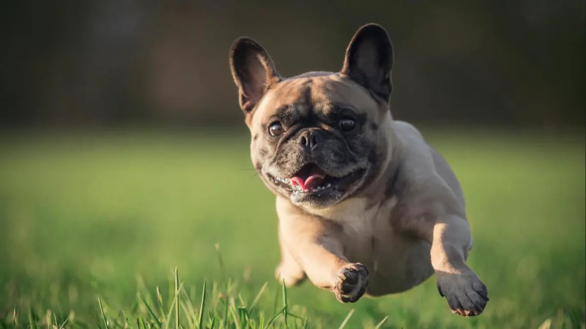 Hund läuft über die Wiese