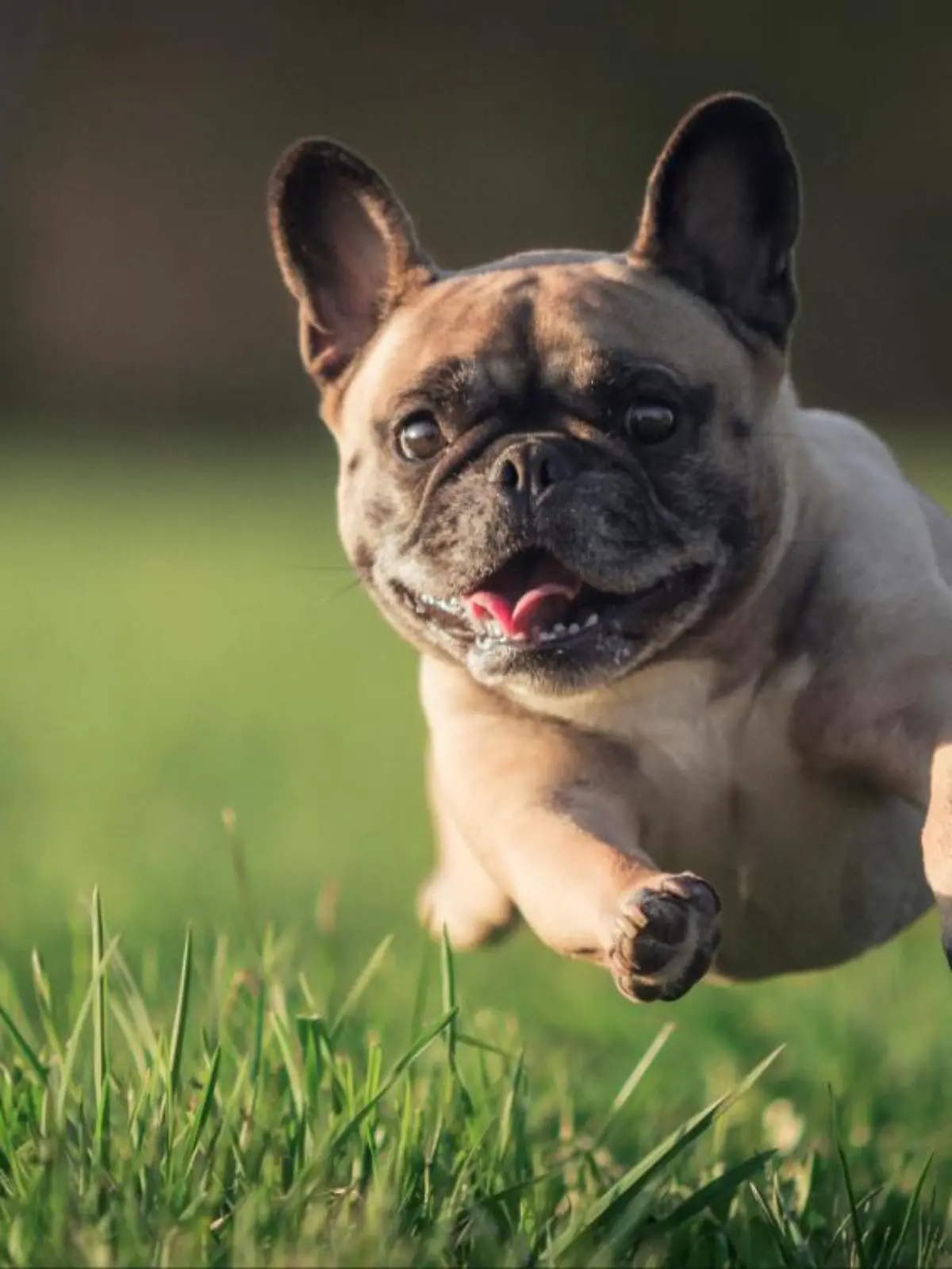 Hund läuft über die Wiese