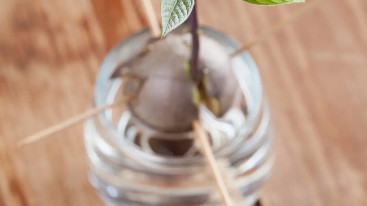 Avocado seed with root and sppprout with leaves in glass with water – fourth growth stage of avocado plant