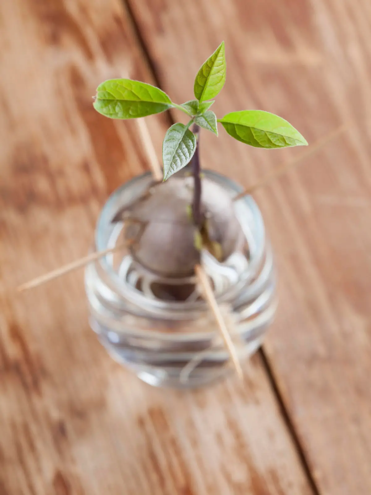 Avocado seed with root and sppprout with leaves in glass with water â€“ fourth growth stage of avocado plant