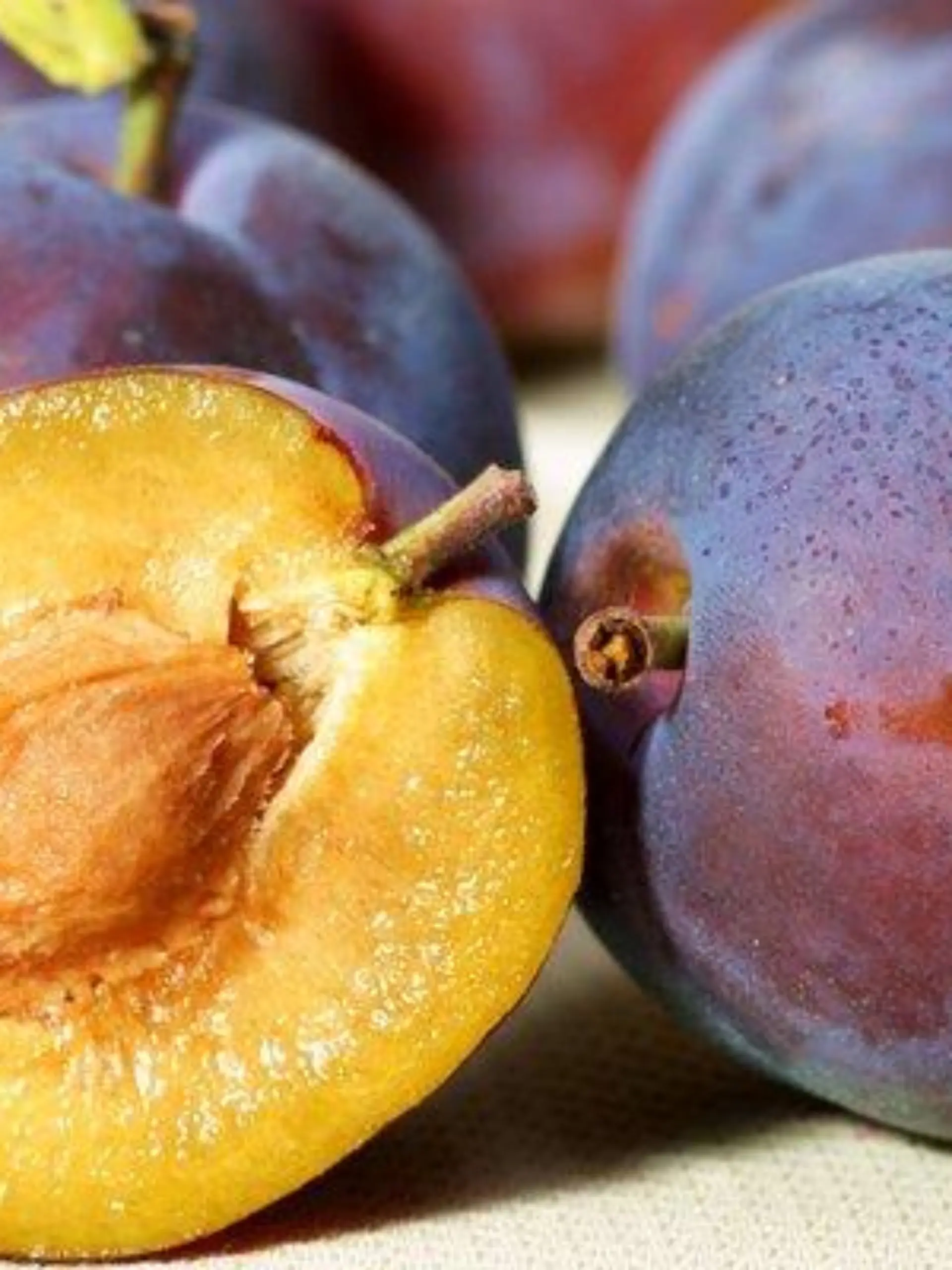 Pflaume, Pflaumenbaum, Zwetschge, Zwetschgenbaum (Prunus domestica 'Loehrpflaume', Prunus domestica Loehrpflaume), Fruechte | European plum (Prunus domestica 'Loehrpflaume', Prunus domestica Loehrpflaume), fruits
