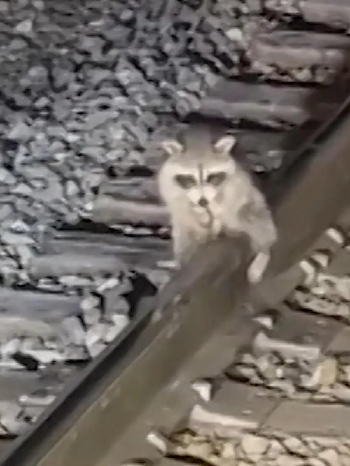 Beim Spazieren im verschneiten Georgia findet dieser Mann einen Waschbär, der in ein Malheur geraten ist. Er ist mit seinem Körper an den Gleisen fest gefroren – und zwar an einer besonders schmerzhaften Stelle! Der pelzige Kollege ist mit seinen warmen Weichteilen eng mit den kalten Gleisen verbunden.