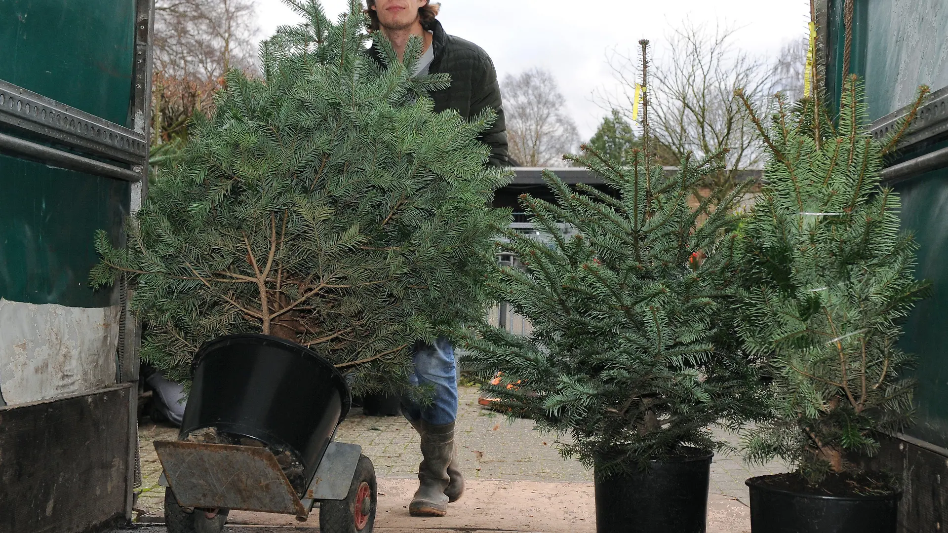 Kersten Scholz von der Baumschule Scholz im Ammerland bei Bad Zwischenahn (Niedersachsen) schiebt am 04.12.2015 einen Leih-Weihnachtsbaum mit Blumentopf in den Transporter. Erstmals setzt die Baumschule auf Nachhaltigkeit beim Weihnachtsbaumgeschäft.  Sie verleiht die Tannen und liefert sie an die Kunden im Topf aus. Nach dem Fest werden die Bäume abgeholt und wieder in der Tannenschonung eingepflanzt. Foto: Ingo Wagner/dpa (zu lni "Weihnachtsbäume mieten statt wegwerfen liegt im Trend" vom 15.12.2015) +++(c) dpa - Bildfunk+++