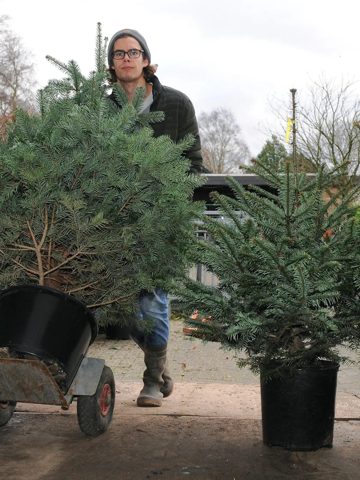 Kersten Scholz von der Baumschule Scholz im Ammerland bei Bad Zwischenahn (Niedersachsen) schiebt am 04.12.2015 einen Leih-Weihnachtsbaum mit Blumentopf in den Transporter. Erstmals setzt die Baumschule auf Nachhaltigkeit beim Weihnachtsbaumgeschäft.  Sie verleiht die Tannen und liefert sie an die Kunden im Topf aus. Nach dem Fest werden die Bäume abgeholt und wieder in der Tannenschonung eingepflanzt. Foto: Ingo Wagner/dpa (zu lni "Weihnachtsbäume mieten statt wegwerfen liegt im Trend" vom 15.12.2015) +++(c) dpa - Bildfunk+++