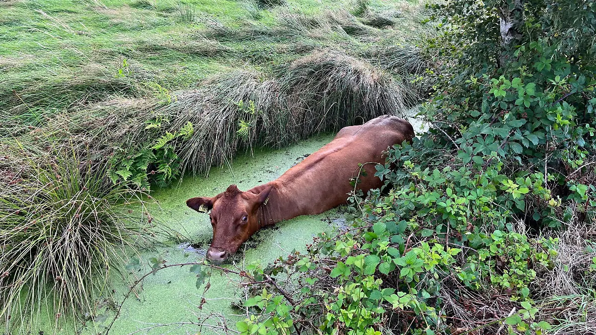 Das Rind in seiner misslichen Lage.

Foto: Ortsfeuerwehr Spaden