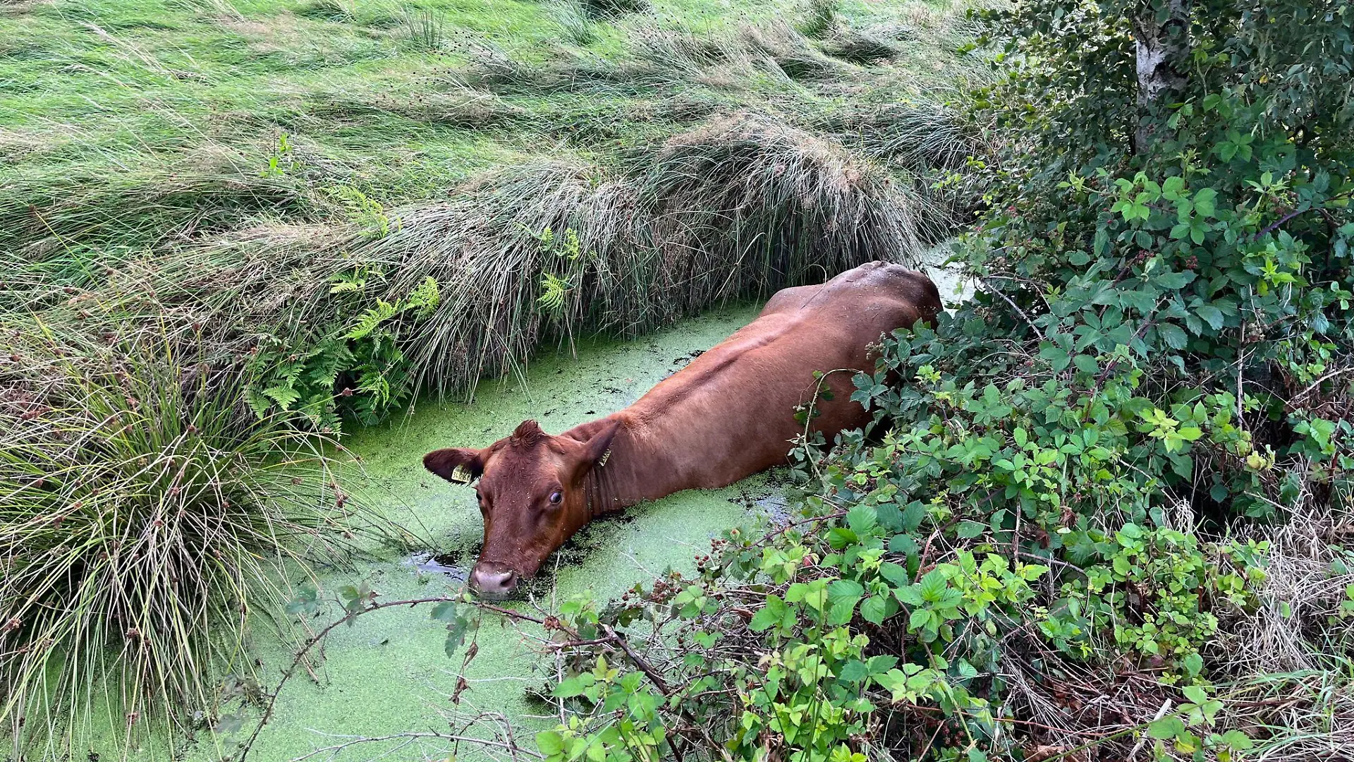 Das Rind in seiner misslichen Lage.
Foto: Ortsfeuerwehr Spaden