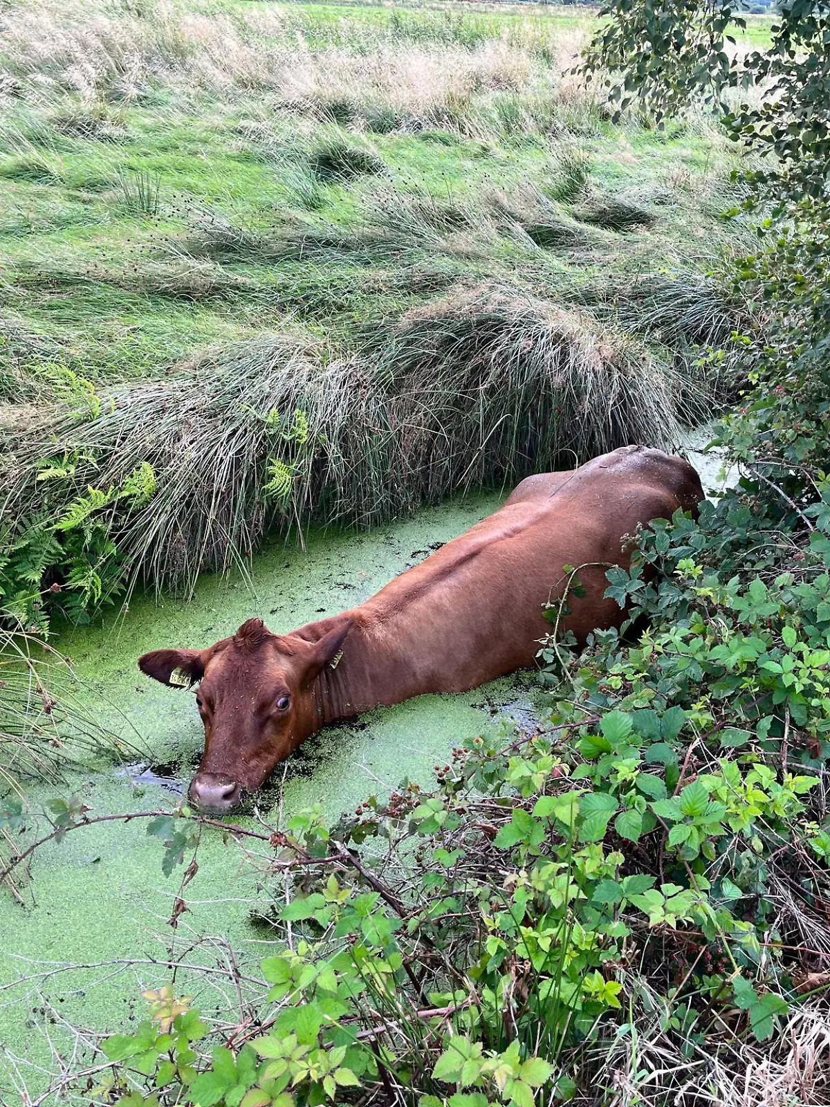 Das Rind in seiner misslichen Lage.

Foto: Ortsfeuerwehr Spaden