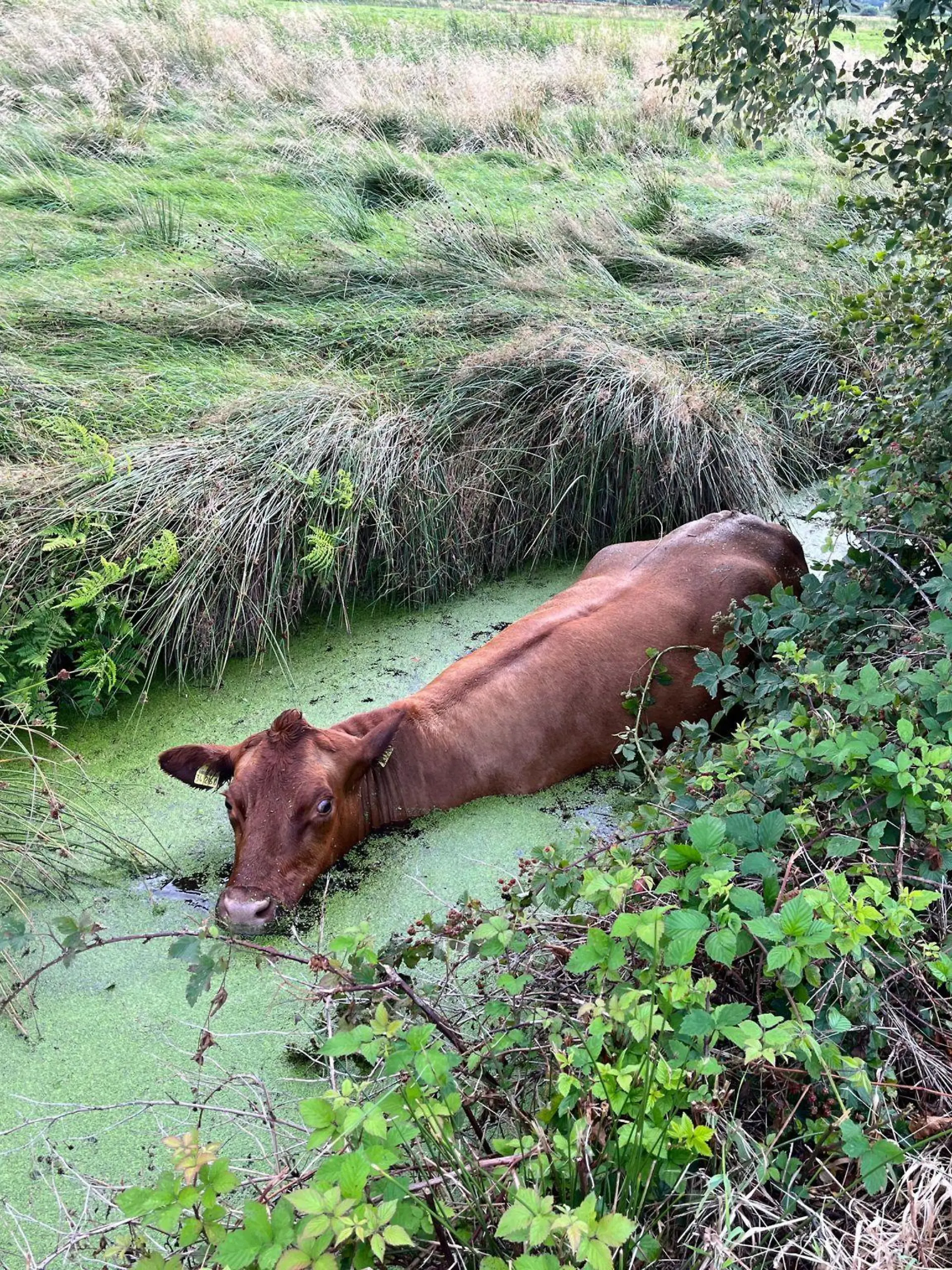 Das Rind in seiner misslichen Lage.

Foto: Ortsfeuerwehr Spaden