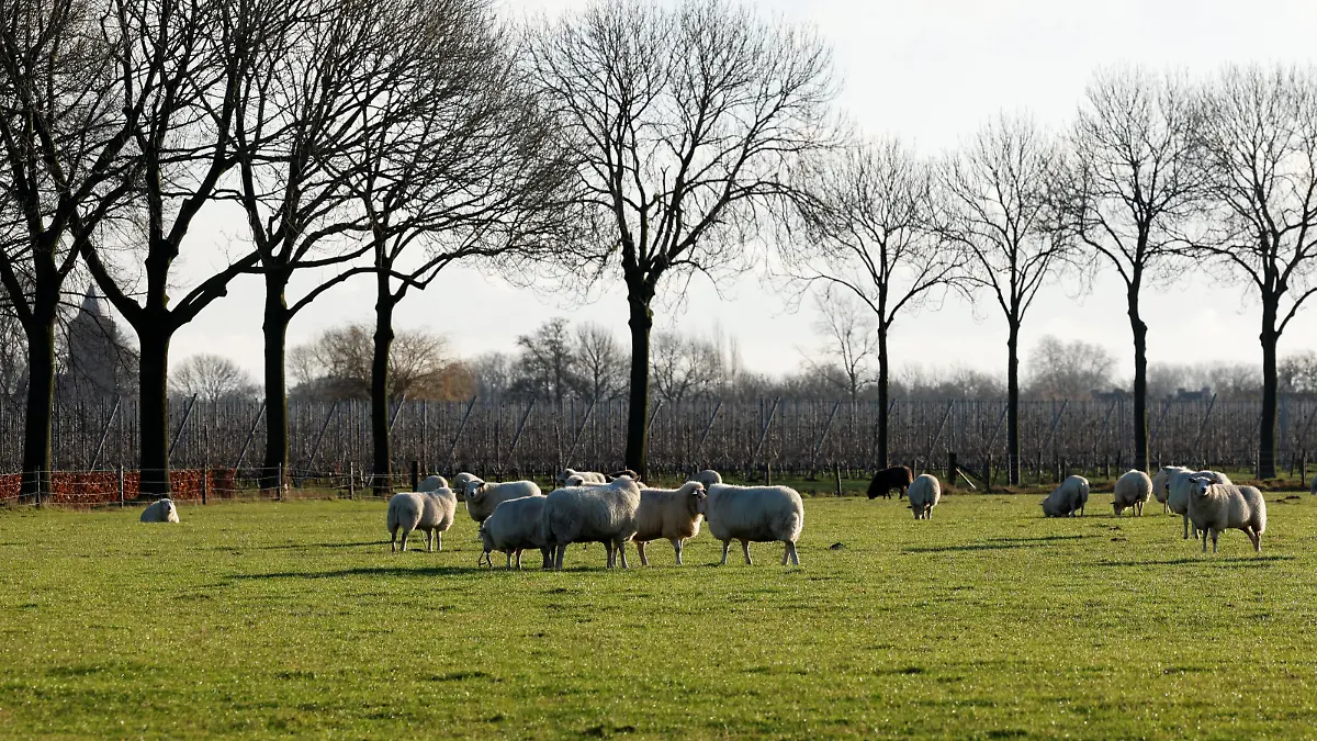 Sheep are seen in the Dutch village of Ommeren, Netherlands January 6, 2023. REUTERS/Piroschka van de Wouw