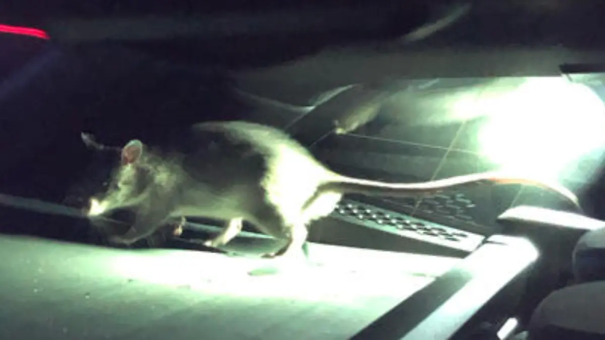 Gambia-Ratte Rico im Kofferraum des BMW