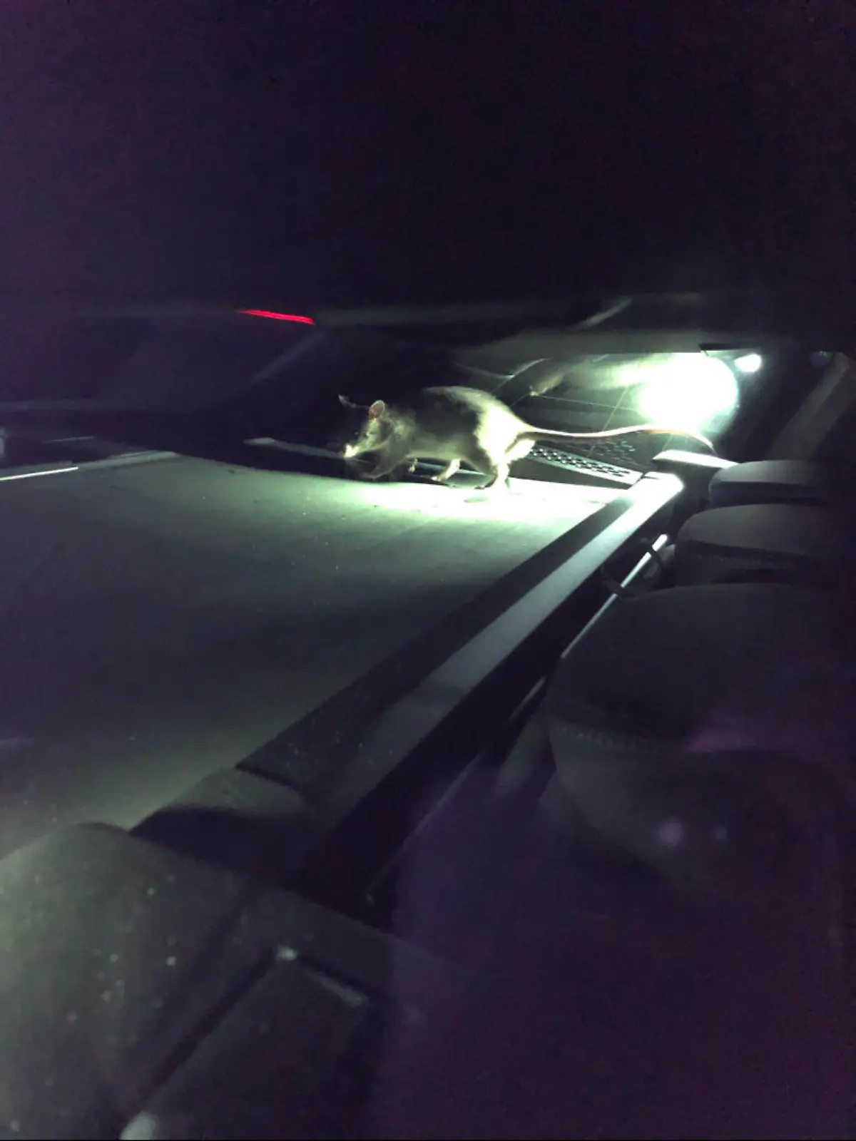 Gambia-Ratte Rico im Kofferraum des BMW