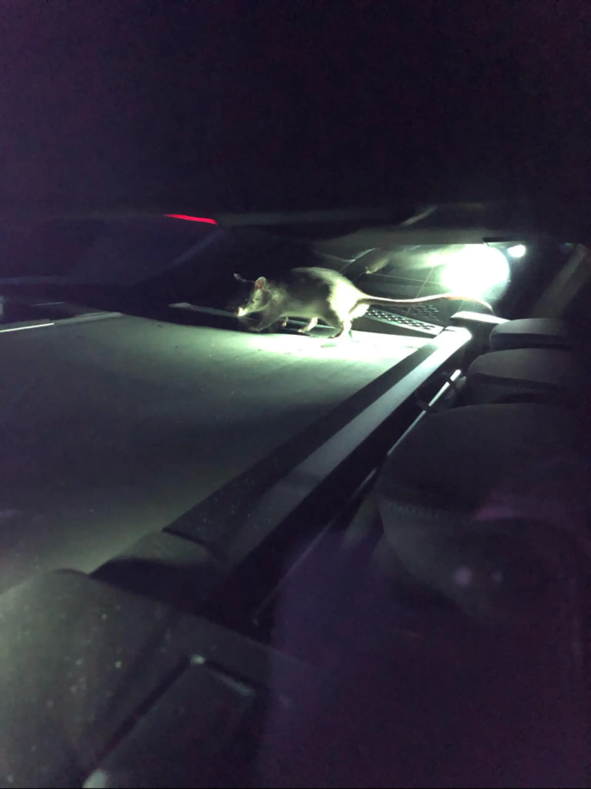 Gambia-Ratte Rico im Kofferraum des BMW