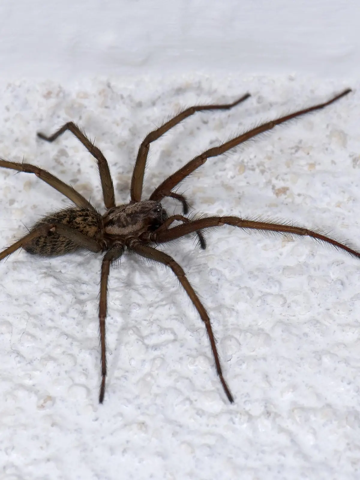 Große Winkelspinne